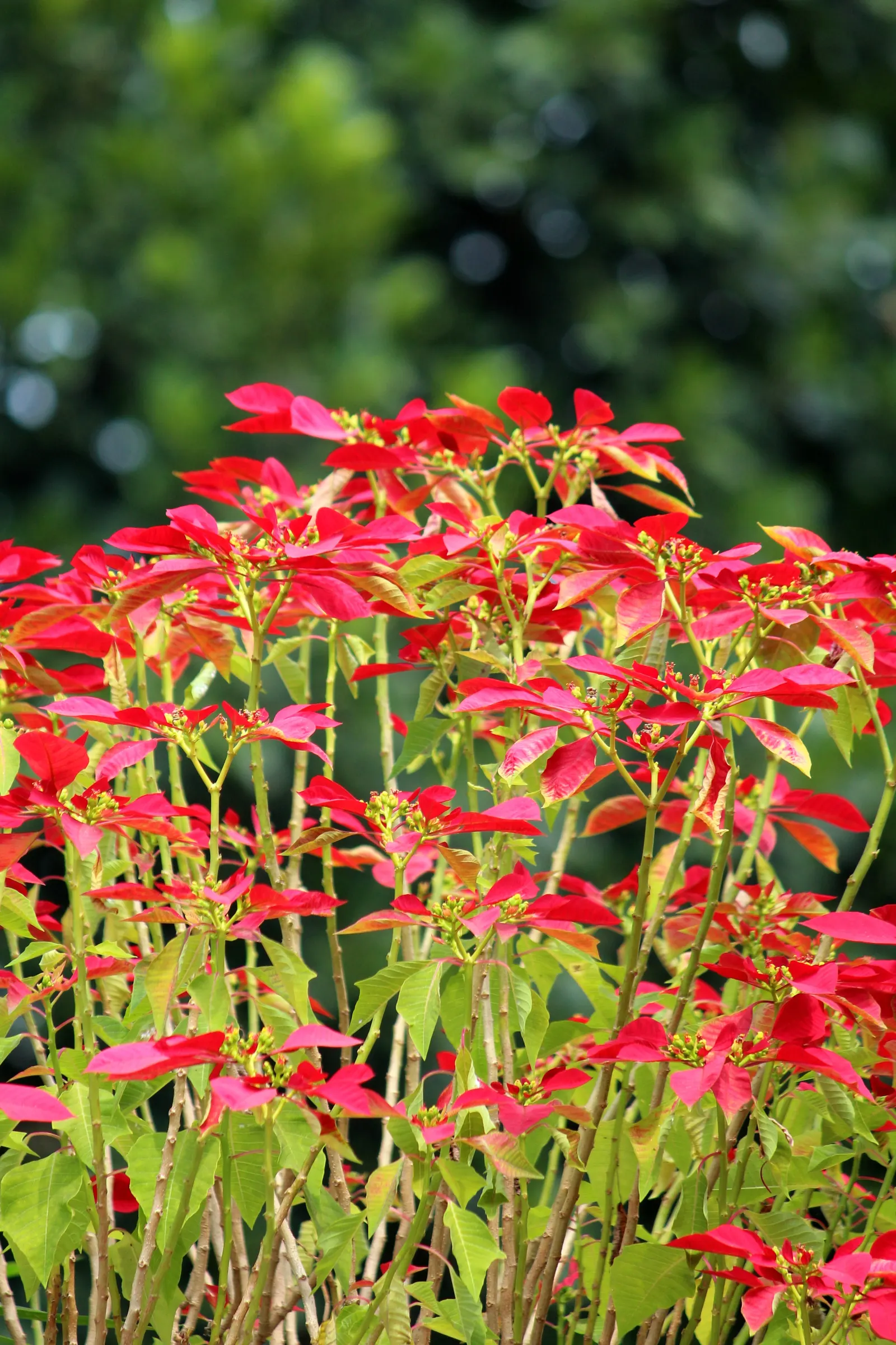 Poinsettia, Chris™as Flower (Euphorbia Pulcherrima) — is a vibrant seasonal plant; typically reaches a height of about 2 to 13 feet and has a, image 102