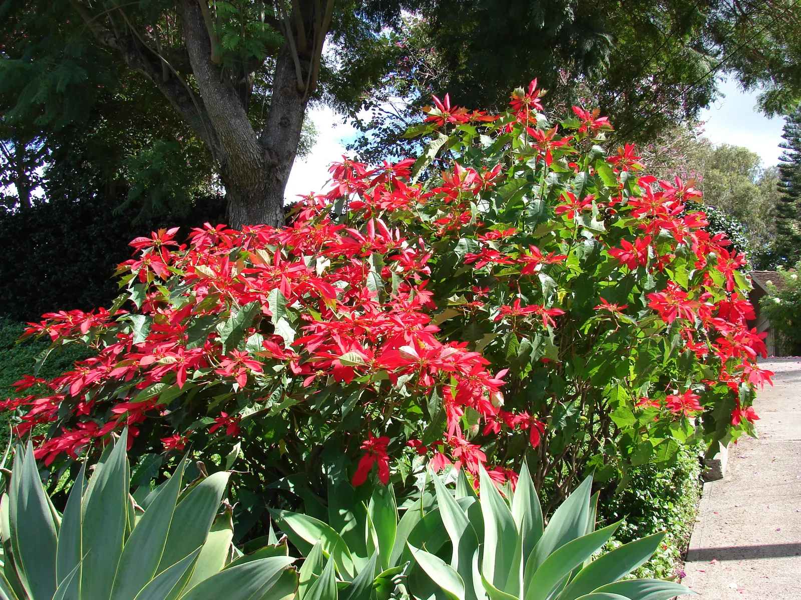 Poinsettia, Chris&trade;as Flower (Euphorbia Pulcherrima) — Sensitive to frost, it requires protection in temperatures below 50&deg;F; but they are, image 57