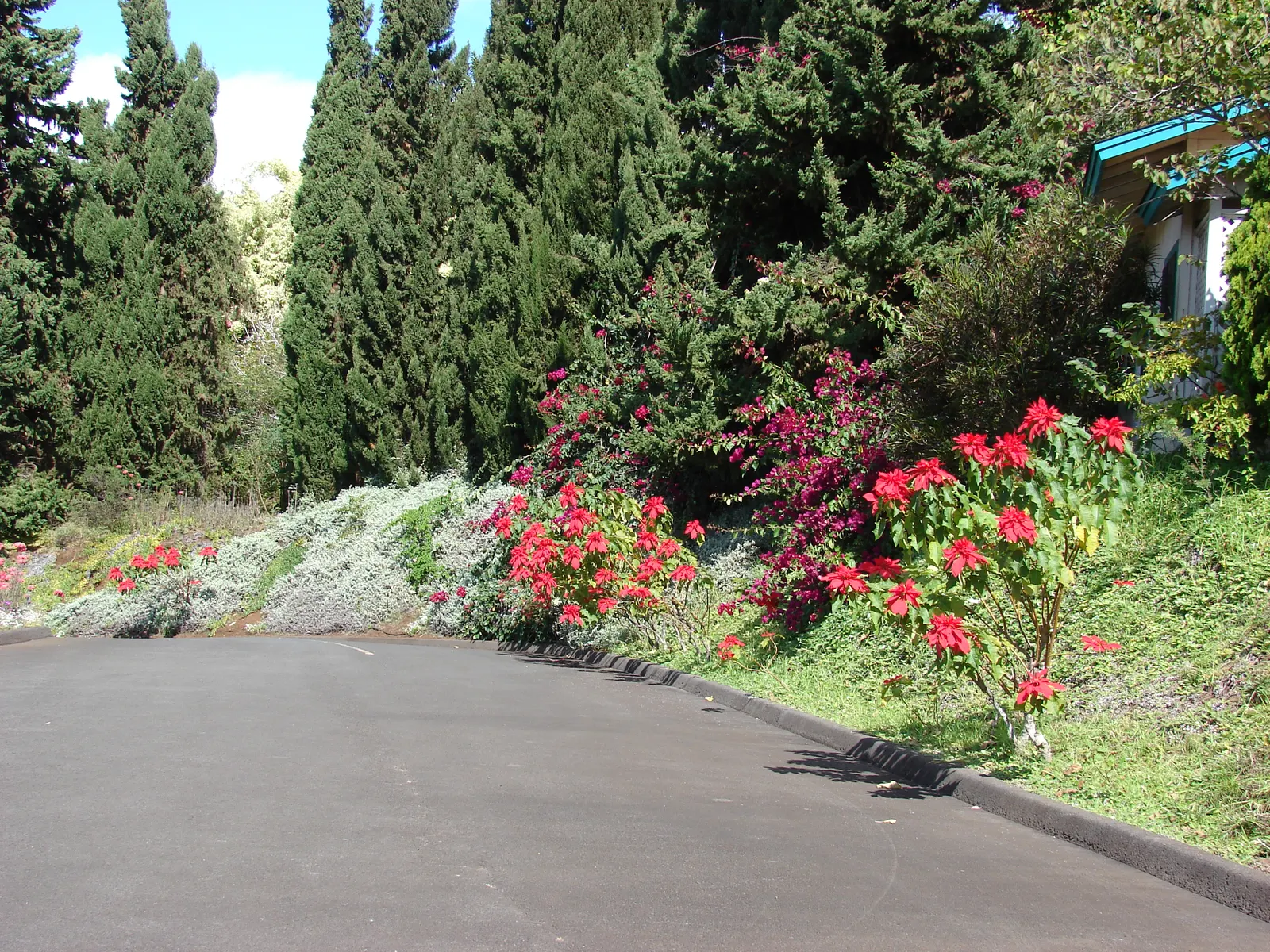 Poinsettia, Chris&trade;as Flower (Euphorbia Pulcherrima) — The true flowers are tiny, yellow clusters at the bract's center; sensitive to frost, image 80
