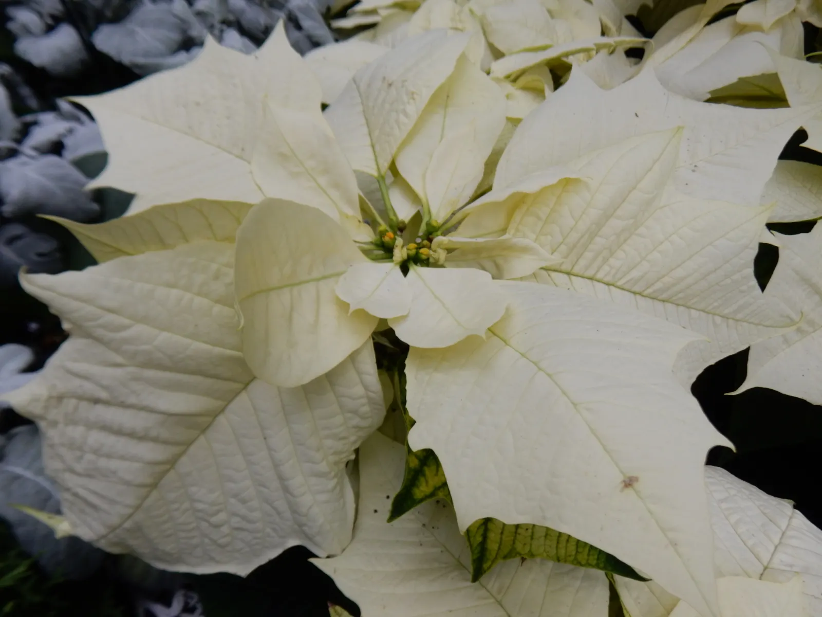 Poinsettia, Chris&trade;as Flower (Euphorbia Pulcherrima) — they can be cultivated as outdoor perennials