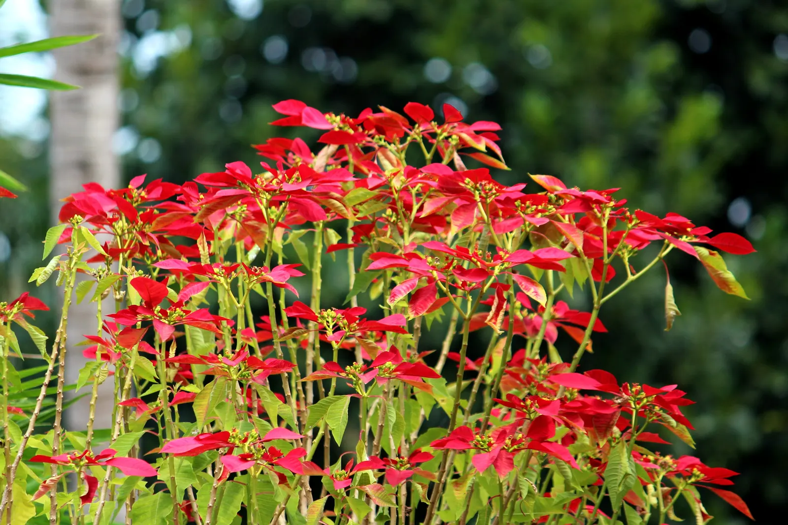 Poinsettia, Chris&trade;as Flower (Euphorbia Pulcherrima) — shrub with pink and red and white blooms