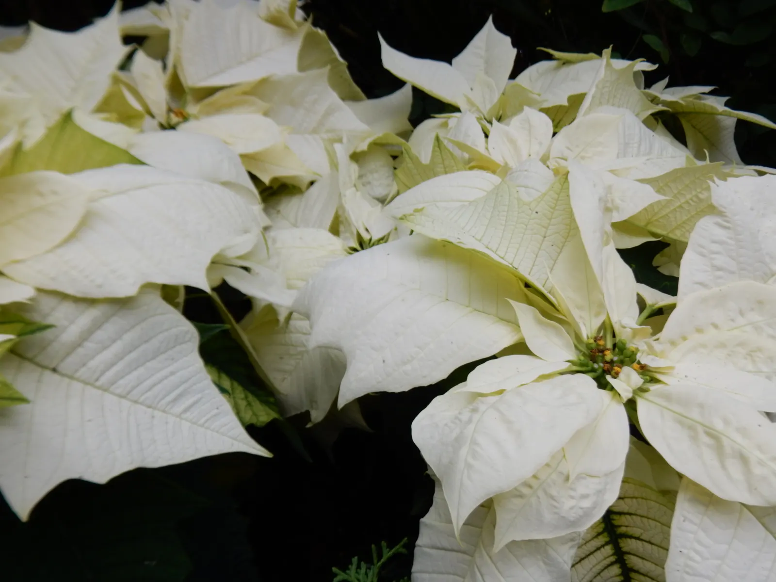 Poinsettia, Chris&trade;as Flower (Euphorbia Pulcherrima) — A festive accent for holiday landscapes