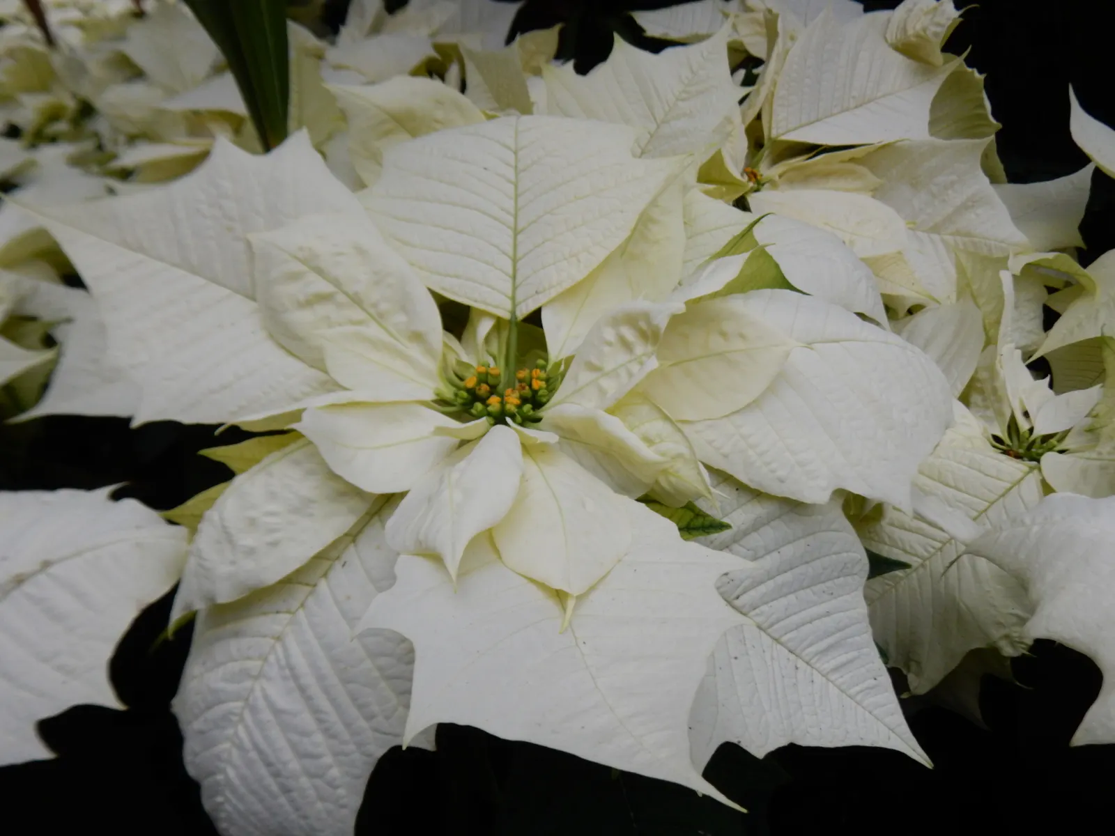 Poinsettia, Chris&trade;as Flower (Euphorbia Pulcherrima) — It typically reaches 2-13 feet in height and thrives in well-draining soil with, image 31