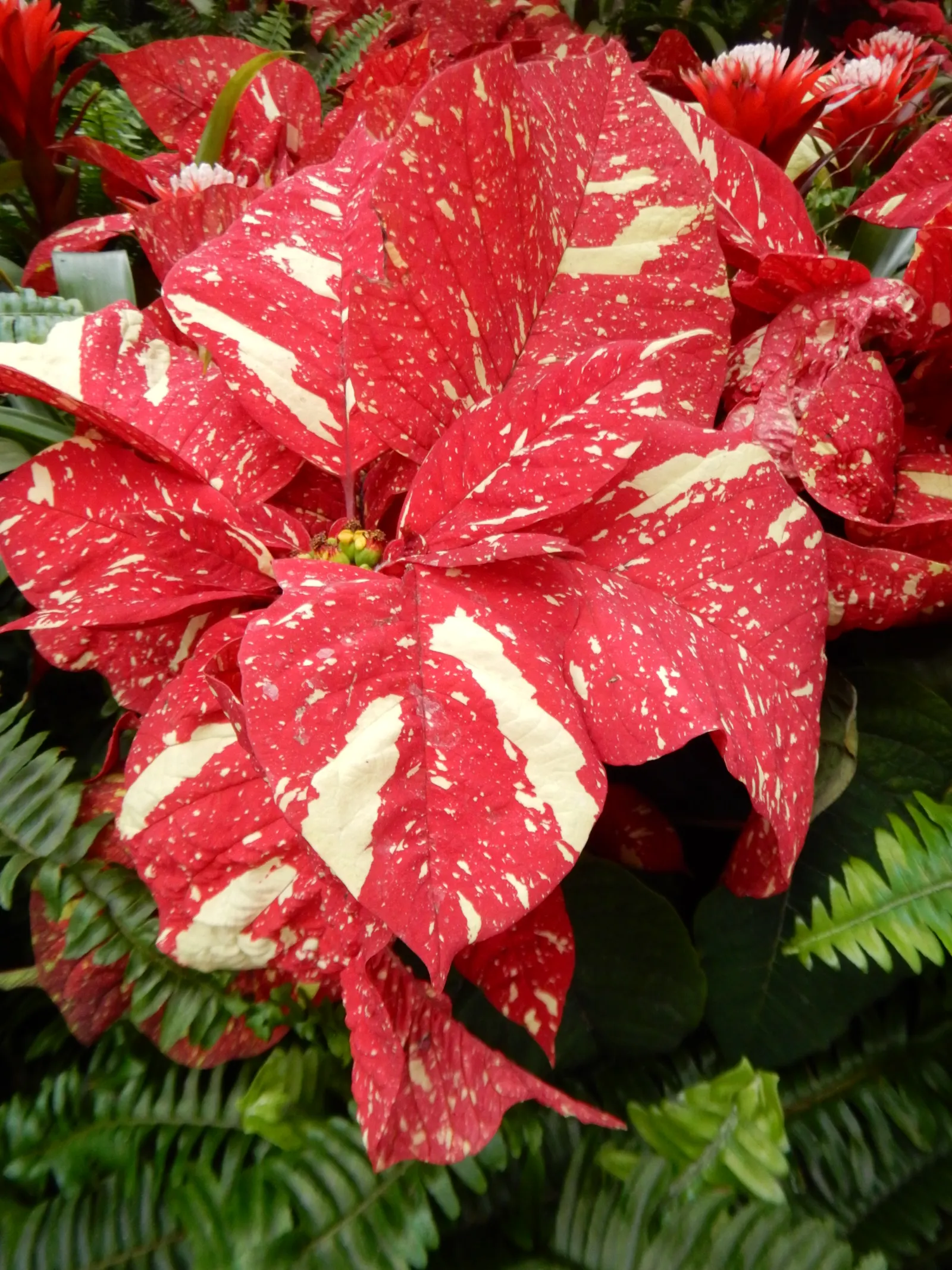 Poinsettia, Chris™as Flower (Euphorbia Pulcherrima) — Poinsettias can add a seasonal touch when used as annuals in colder climates; they, image 89