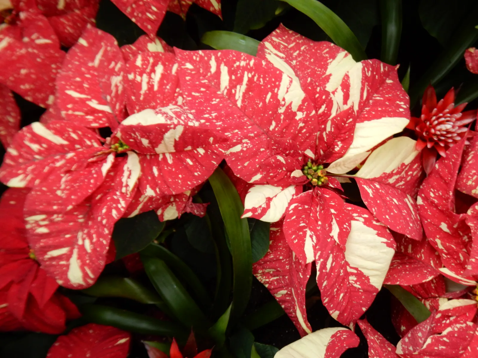 Poinsettia, Chris&trade;as Flower (Euphorbia Pulcherrima) — A festive accent for holiday landscapes; renowned for its striking red bracts that, image 83