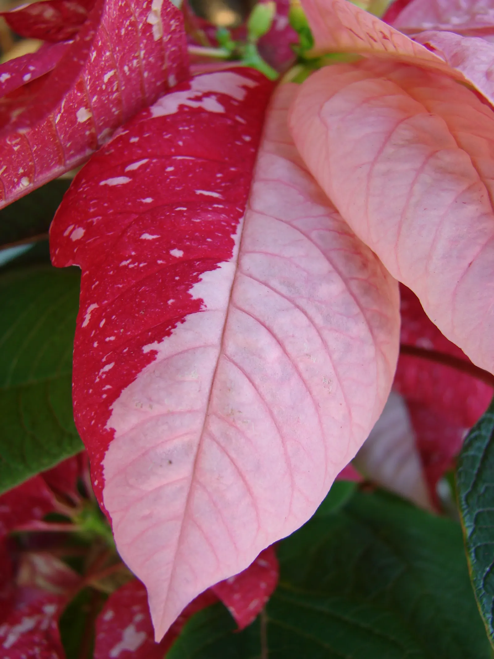 Poinsettia, Chris&trade;as Flower (Euphorbia Pulcherrima) — they benefit from consistent watering but are sensitive to over-watering; depending on, image 95