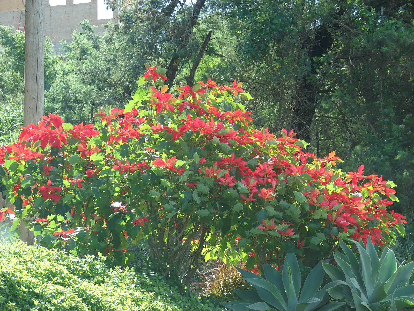 Poinsettia, Chris&trade;as Flower (Euphorbia Pulcherrima) — shrub for full or half