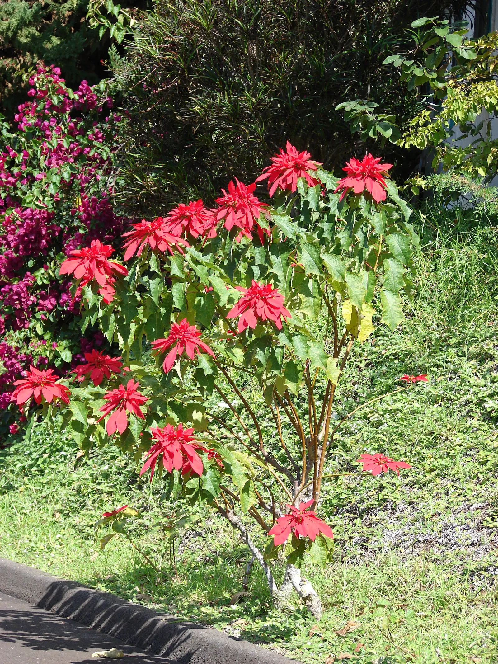 Poinsettia, Chris&trade;as Flower (Euphorbia Pulcherrima) — as their sap can be irritating to some people and toxic to pets if ingested; commonly, image 72