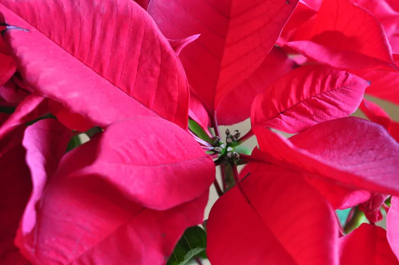 Poinsettia, Chris&trade;as Flower (Euphorbia Pulcherrima) — typically reaches a height of about 2 to 13 feet and has a spread of 2 to 8 feet; shrub with pink