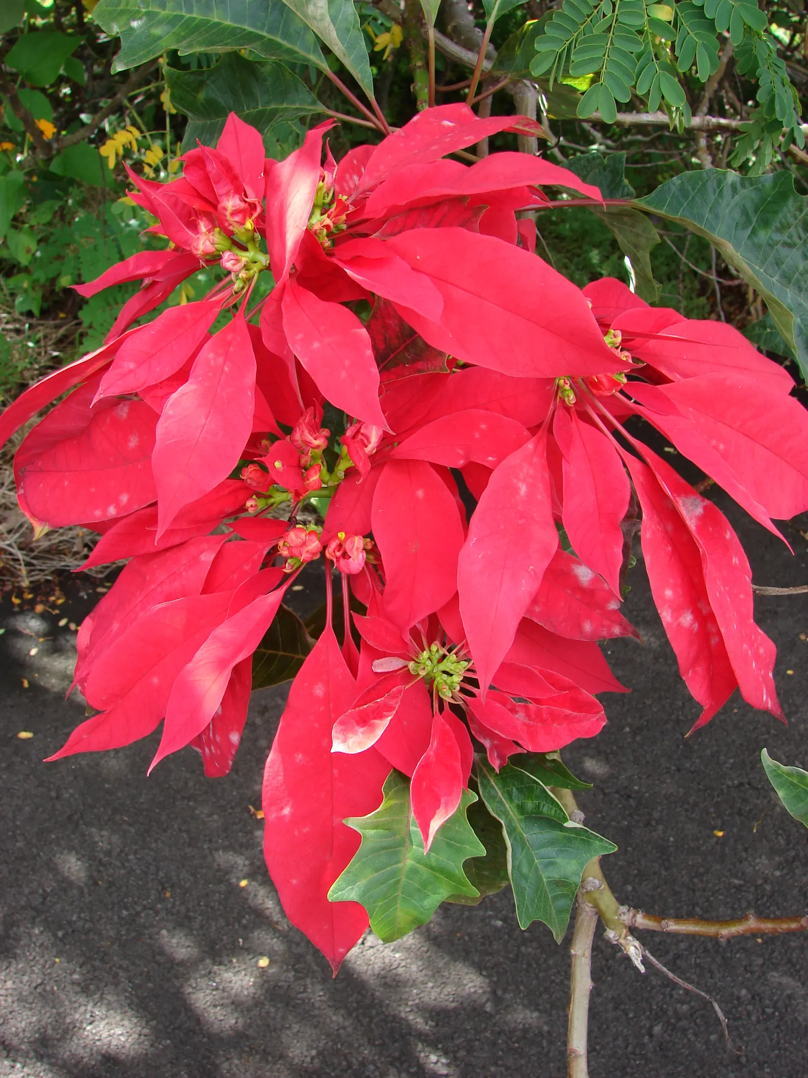 Poinsettia, Chris&trade;as Flower (Euphorbia Pulcherrima) — It typically reaches 2-13 feet in height and thrives in well-draining soil with, image 56