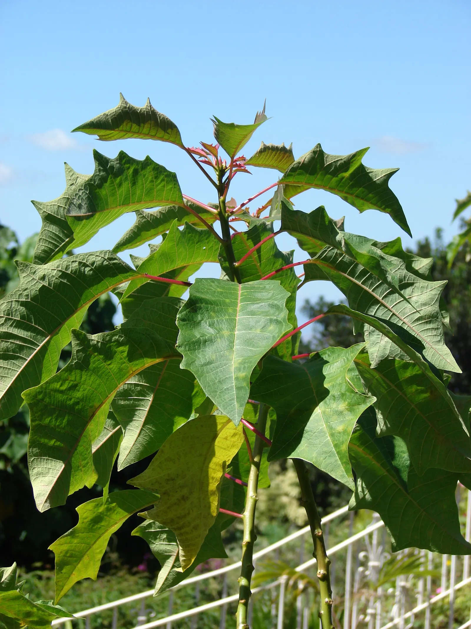 Poinsettia, Chris&trade;as Flower (Euphorbia Pulcherrima) — commonly called Poinsettia or Chris&trade;as Flower; often mistaken for flowers, image 76