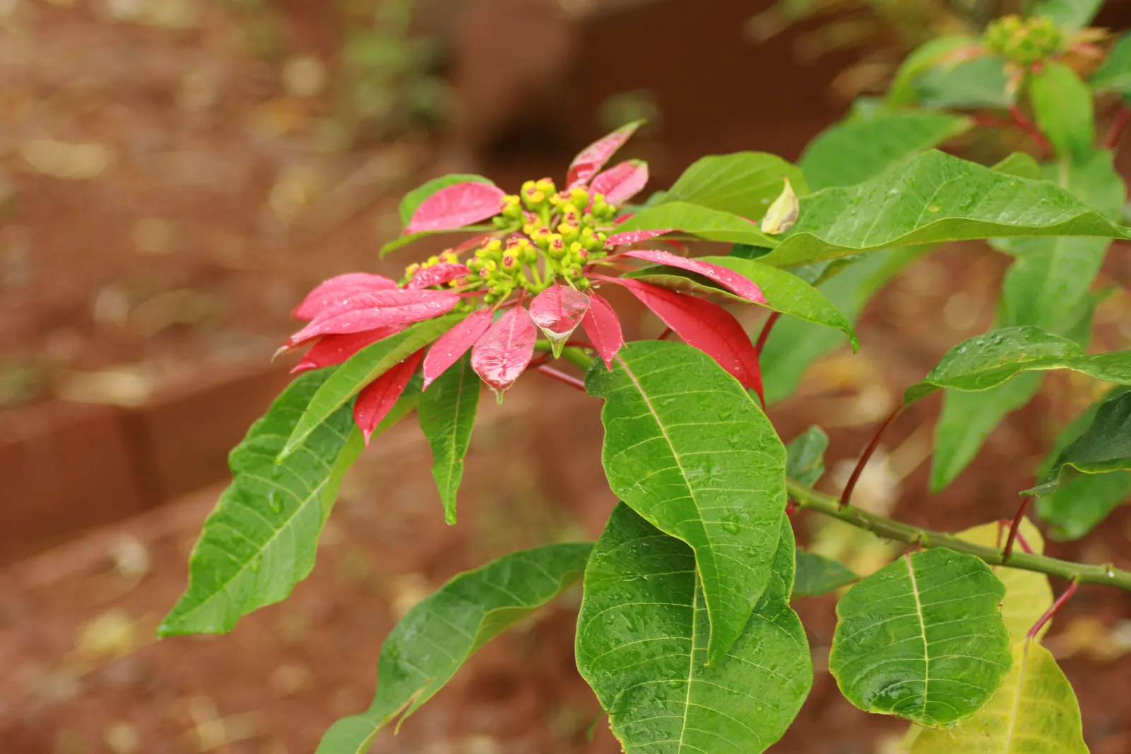 Poinsettia, Chris&trade;as Flower (Euphorbia Pulcherrima) — shrub for full or half; as their sap can be irritating to some people and toxic to pets if ingested