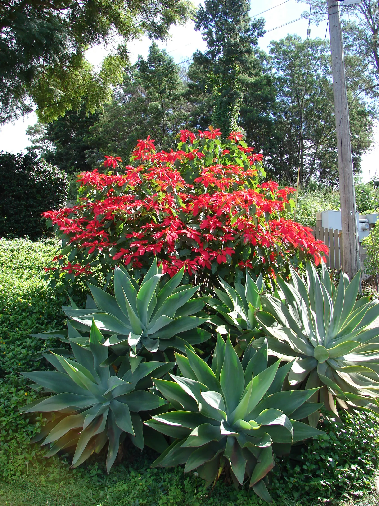 Poinsettia, Chris&trade;as Flower (Euphorbia Pulcherrima) — During the growing season; the true flowers are tiny, yellow clusters at the bract's, image 94