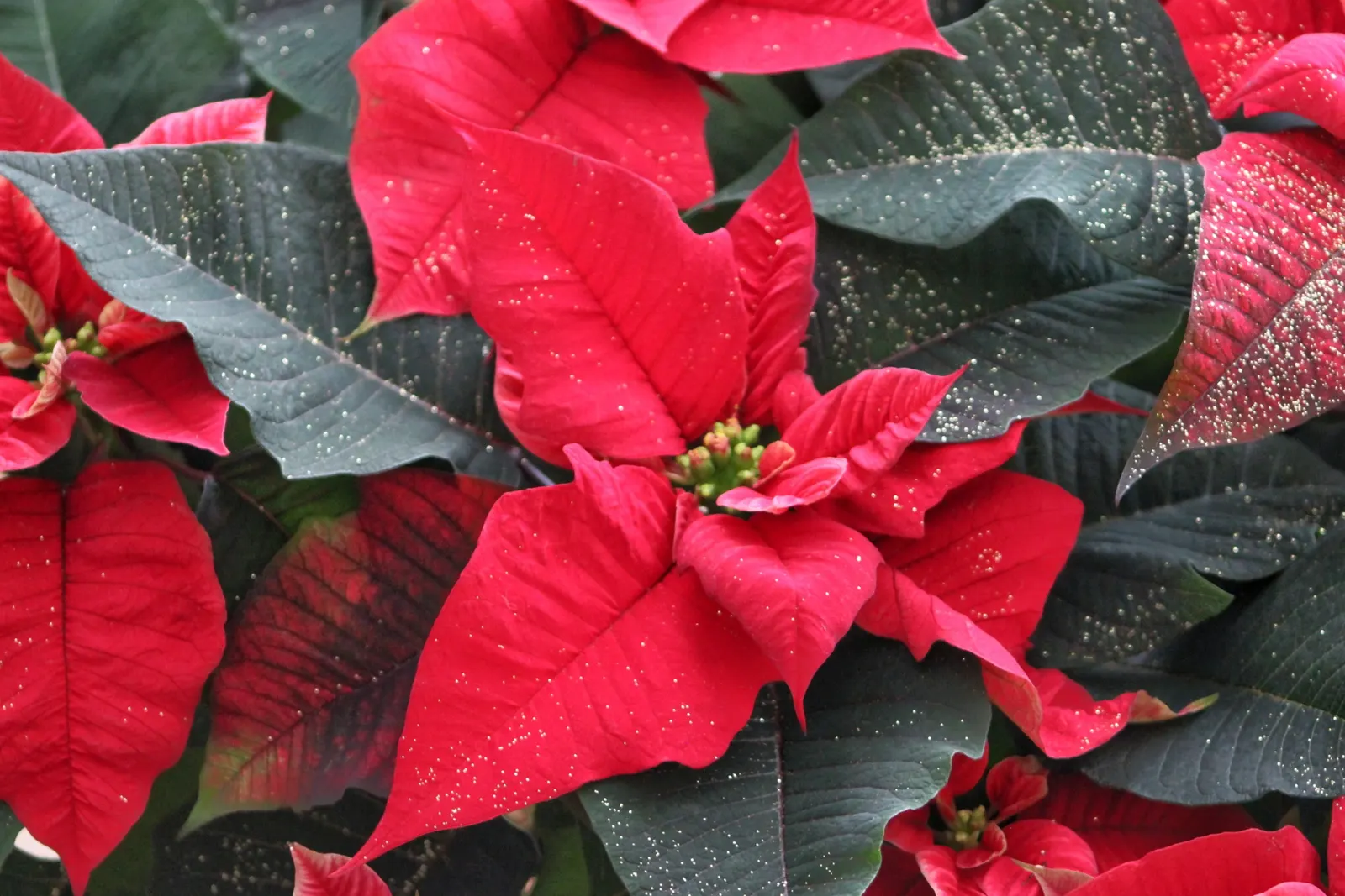 Poinsettia, Chris&trade;as Flower (Euphorbia Pulcherrima) — renowned for its striking red bracts that mimic petals; consider their need for, image 103