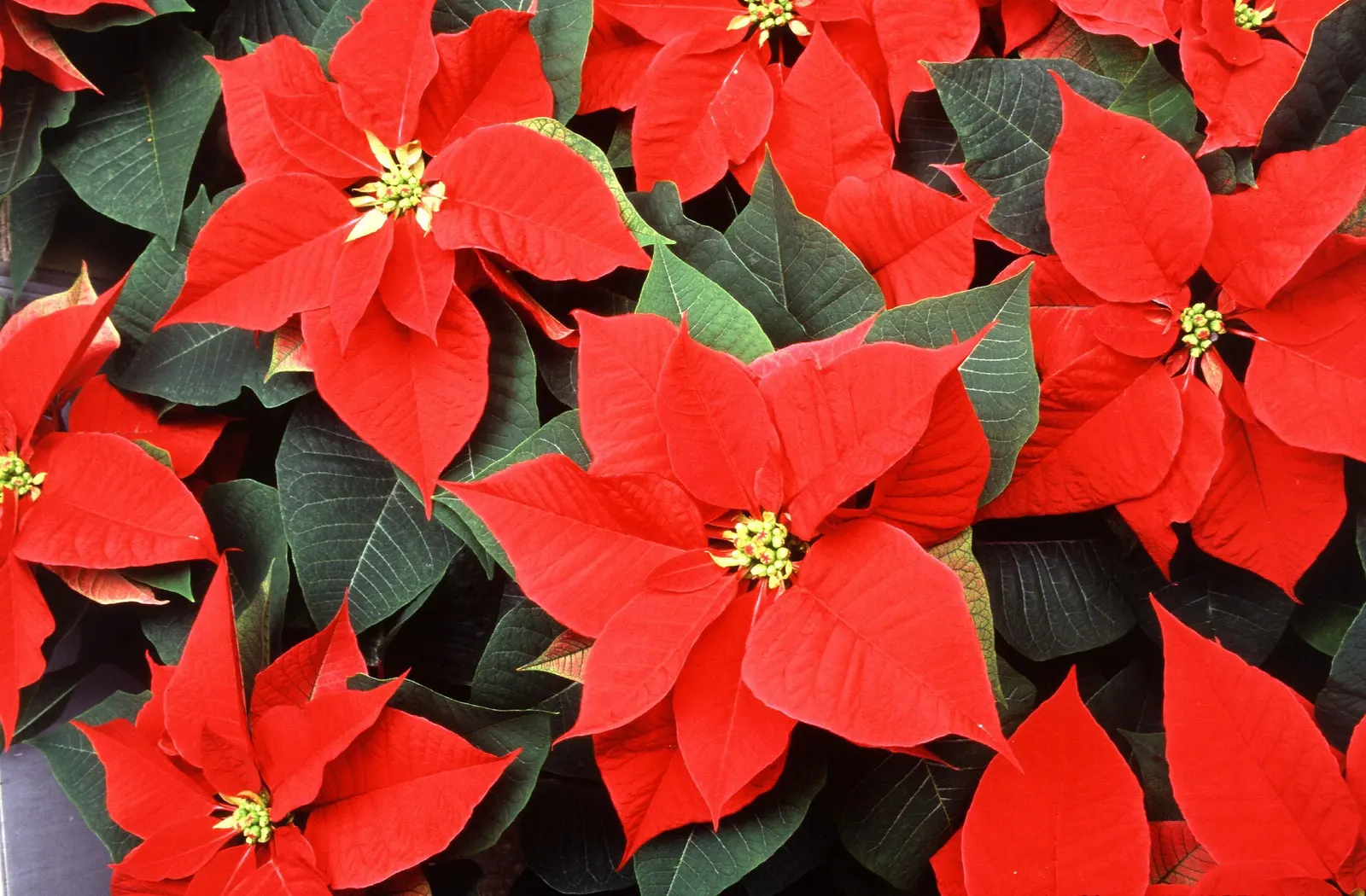 Poinsettia, Chris&trade;as Flower (Euphorbia Pulcherrima) — commonly known as the Poinsettia or Christmas Flower; is a quintessential decorative element during