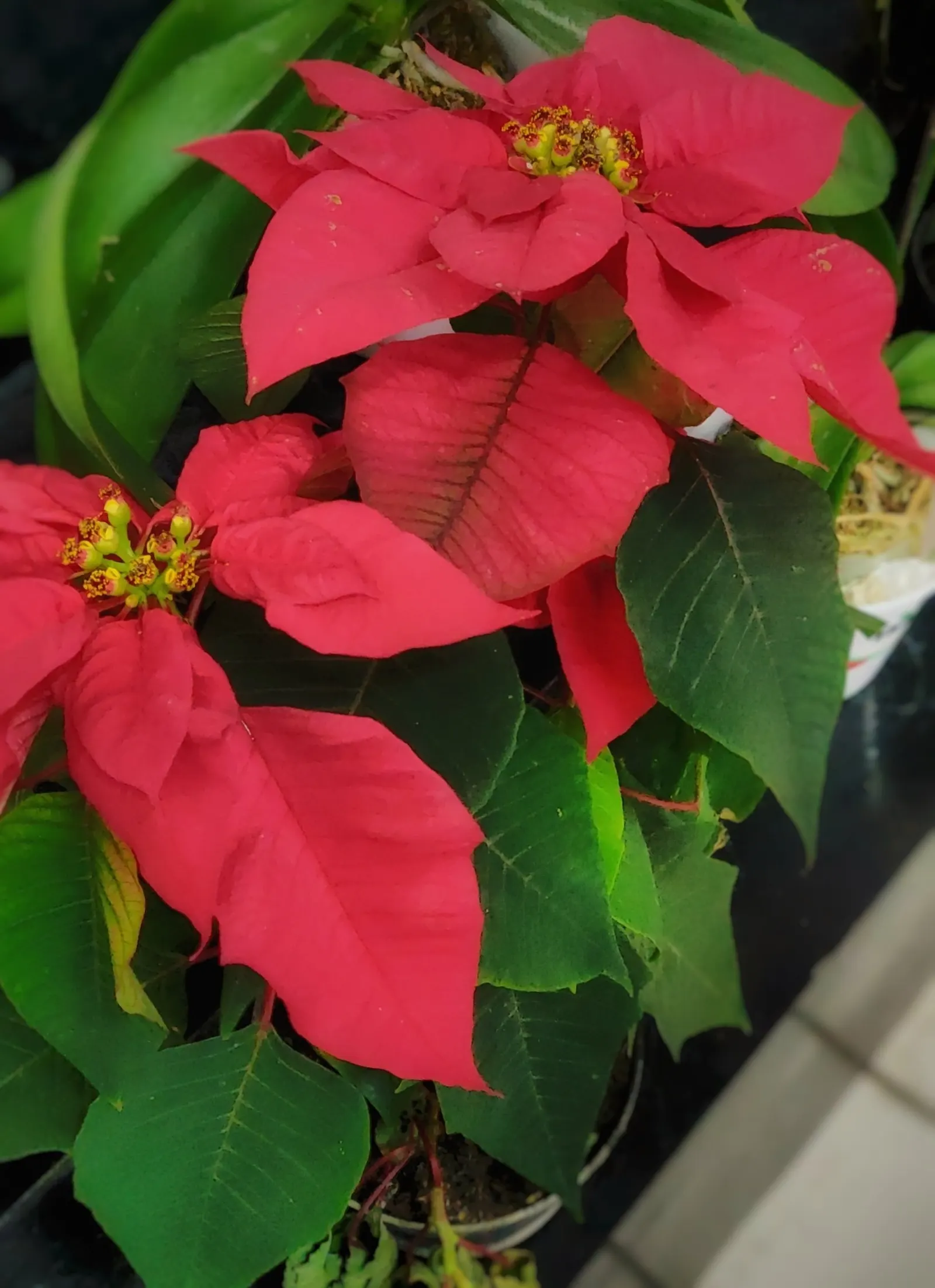 Poinsettia, Chris&trade;as Flower (Euphorbia Pulcherrima) — they benefit from consistent watering but are sensitive to over-watering; depending on, image 70