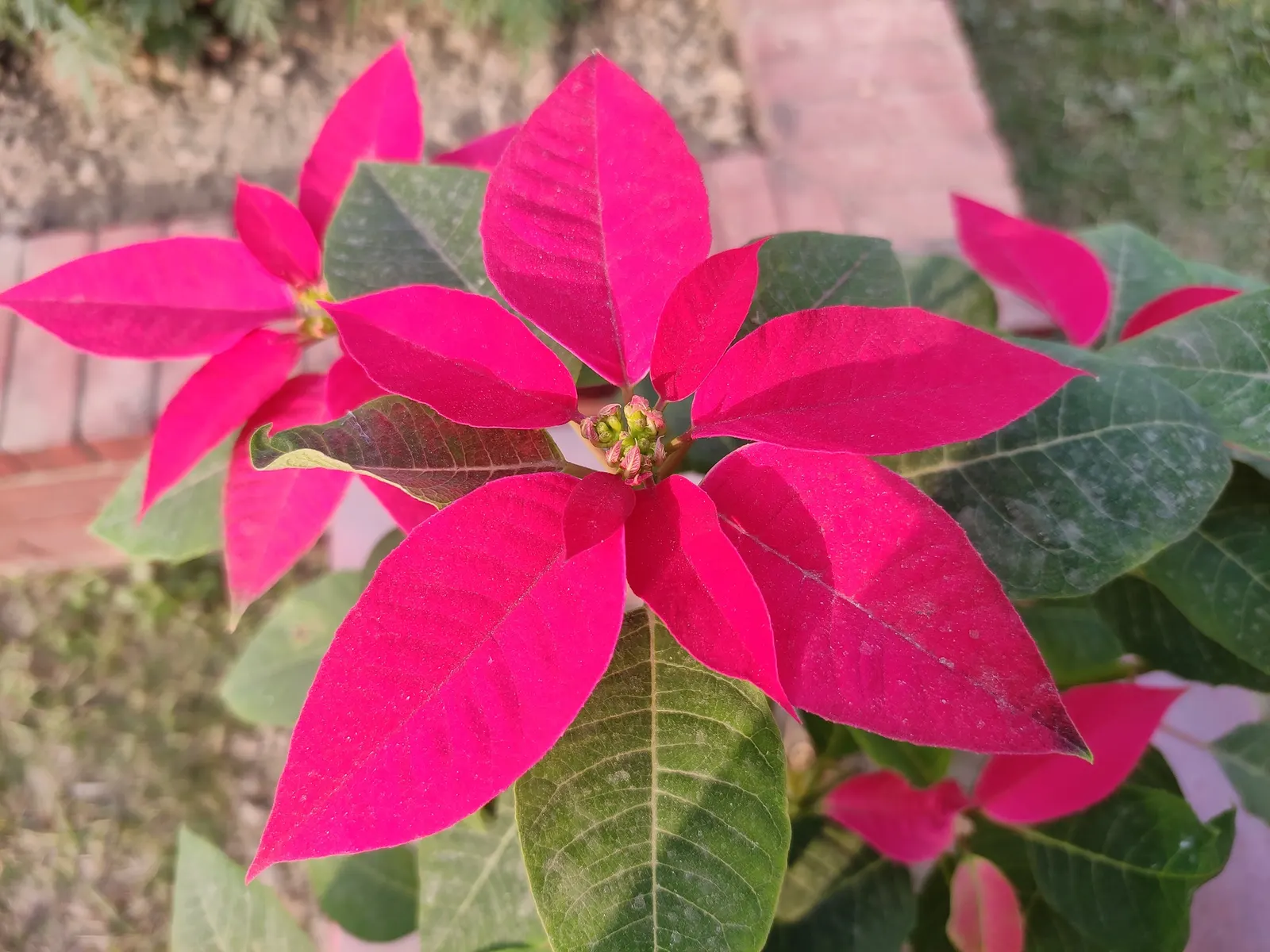 Poinsettia, Chris&trade;as Flower (Euphorbia Pulcherrima) — pink and red and white flowers in the garden