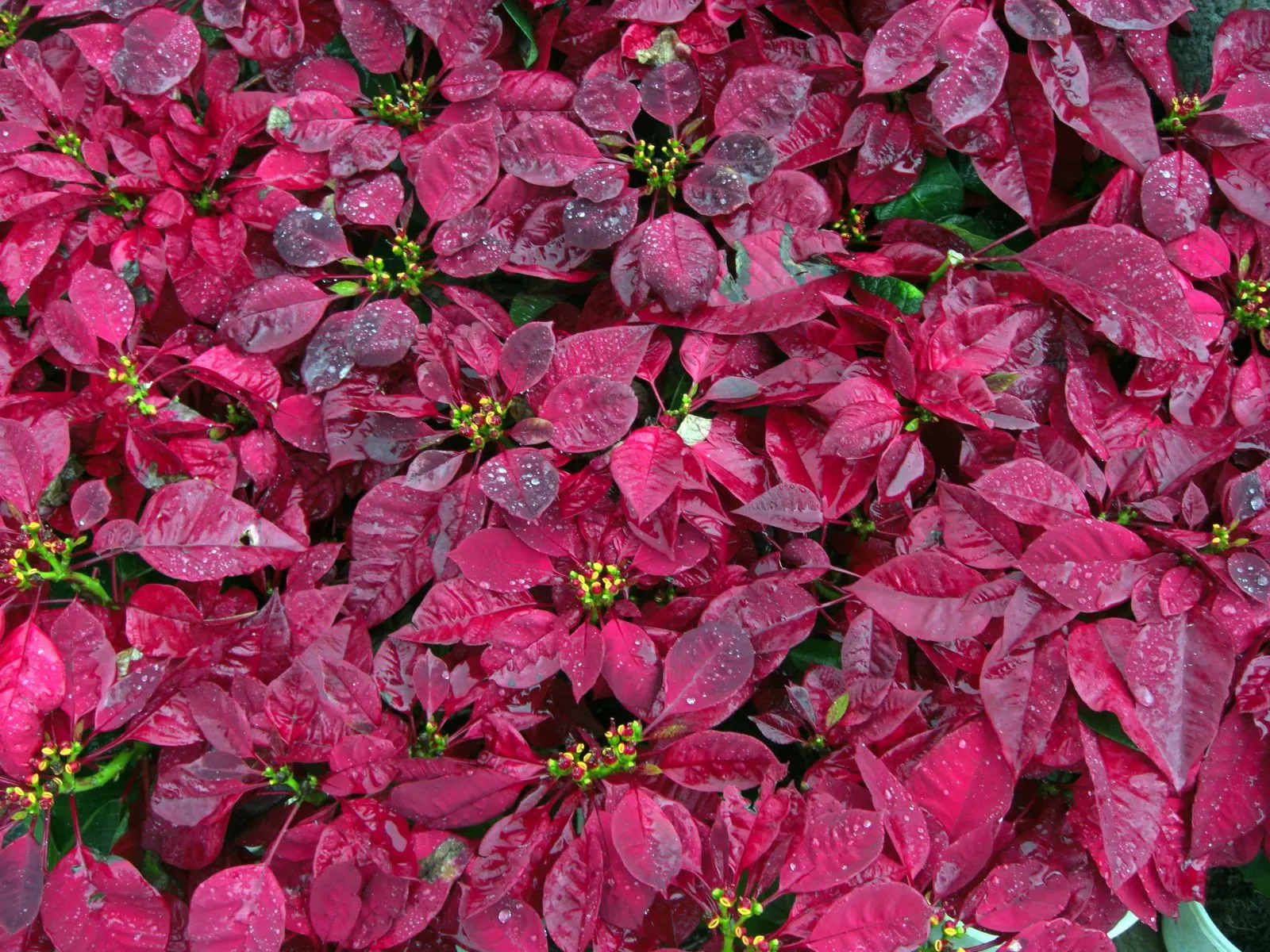 Poinsettia, Chris&trade;as Flower (Euphorbia Pulcherrima) — It typically reaches 2-13 feet in height and thrives in well-draining soil with indirect sunlight