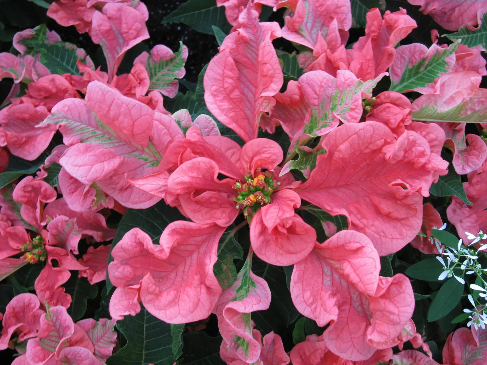 Poinsettia, Chris&trade;as Flower (Euphorbia Pulcherrima) — as their sap can be irritating to some people and toxic to pets if ingested; commonly, image 97