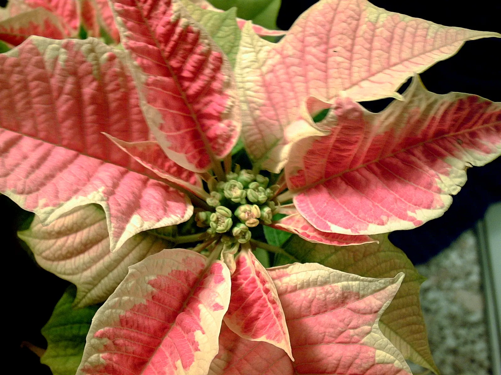 Poinsettia, Chris&trade;as Flower (Euphorbia Pulcherrima) — consider their need for protection from strong winds and heavy frost; pink and red and, image 68