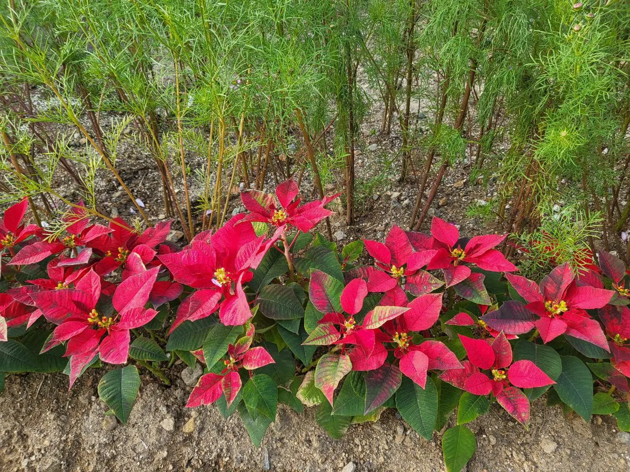 Poinsettia, Chris™as Flower (Euphorbia Pulcherrima) — but they are not pet-friendly; during the growing season