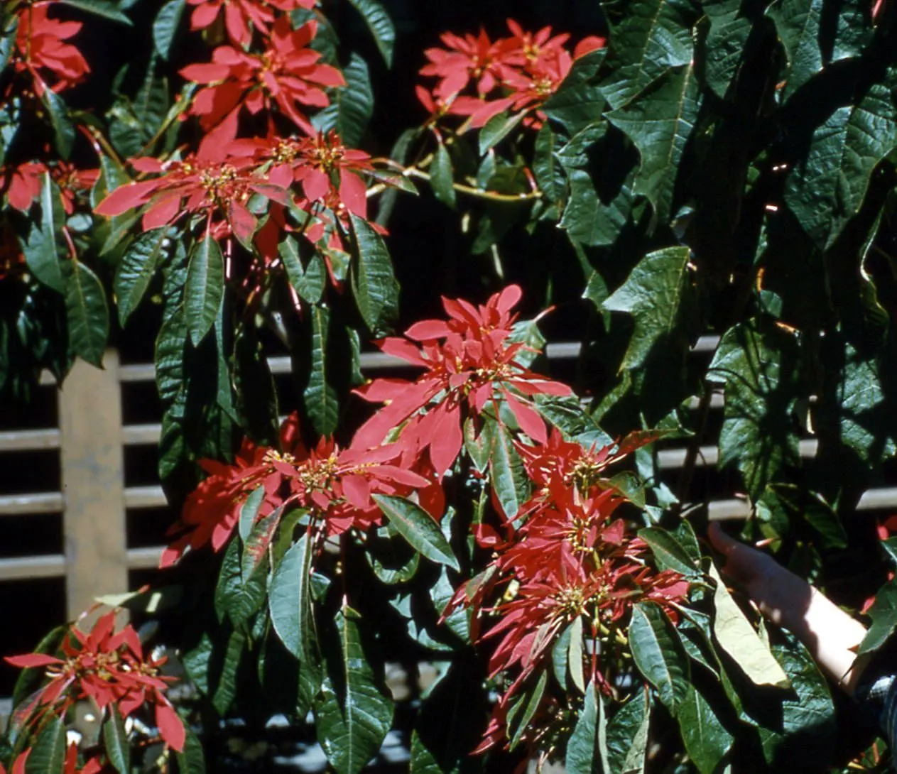 Poinsettia, Chris™as Flower (Euphorbia Pulcherrima) — They thrive in well-draining soil with a ph ranging from 5.5 to 7.0