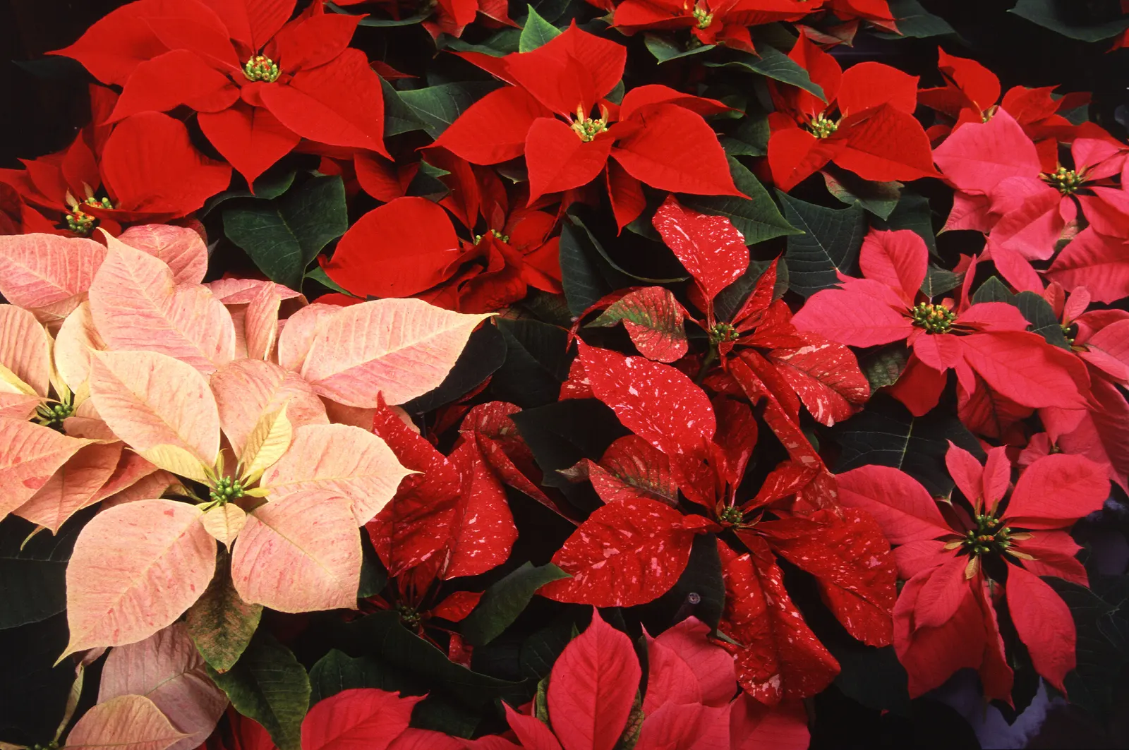 Poinsettia, Chris&trade;as Flower (Euphorbia Pulcherrima) — known as cyathia.<br><br>For landscape designs, image 88