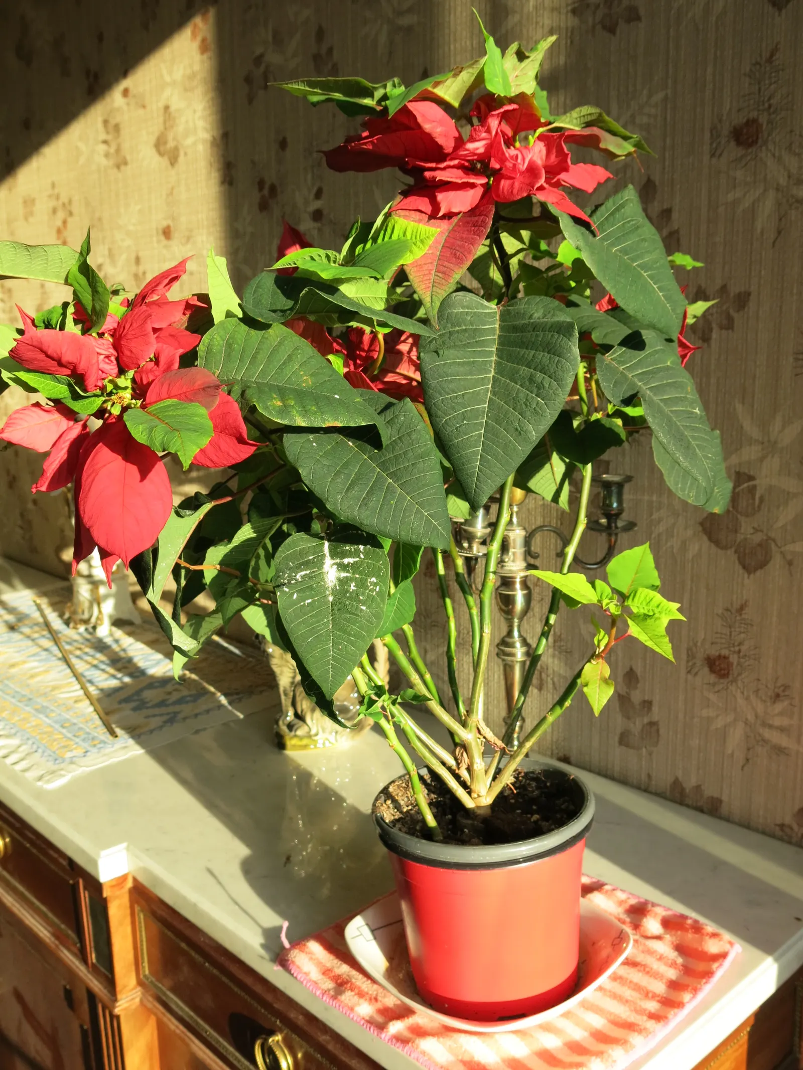 Poinsettia, Chris&trade;as Flower (Euphorbia Pulcherrima) — shrub with pink and red and white blooms; while in USDA hardiness zones 9 through 11