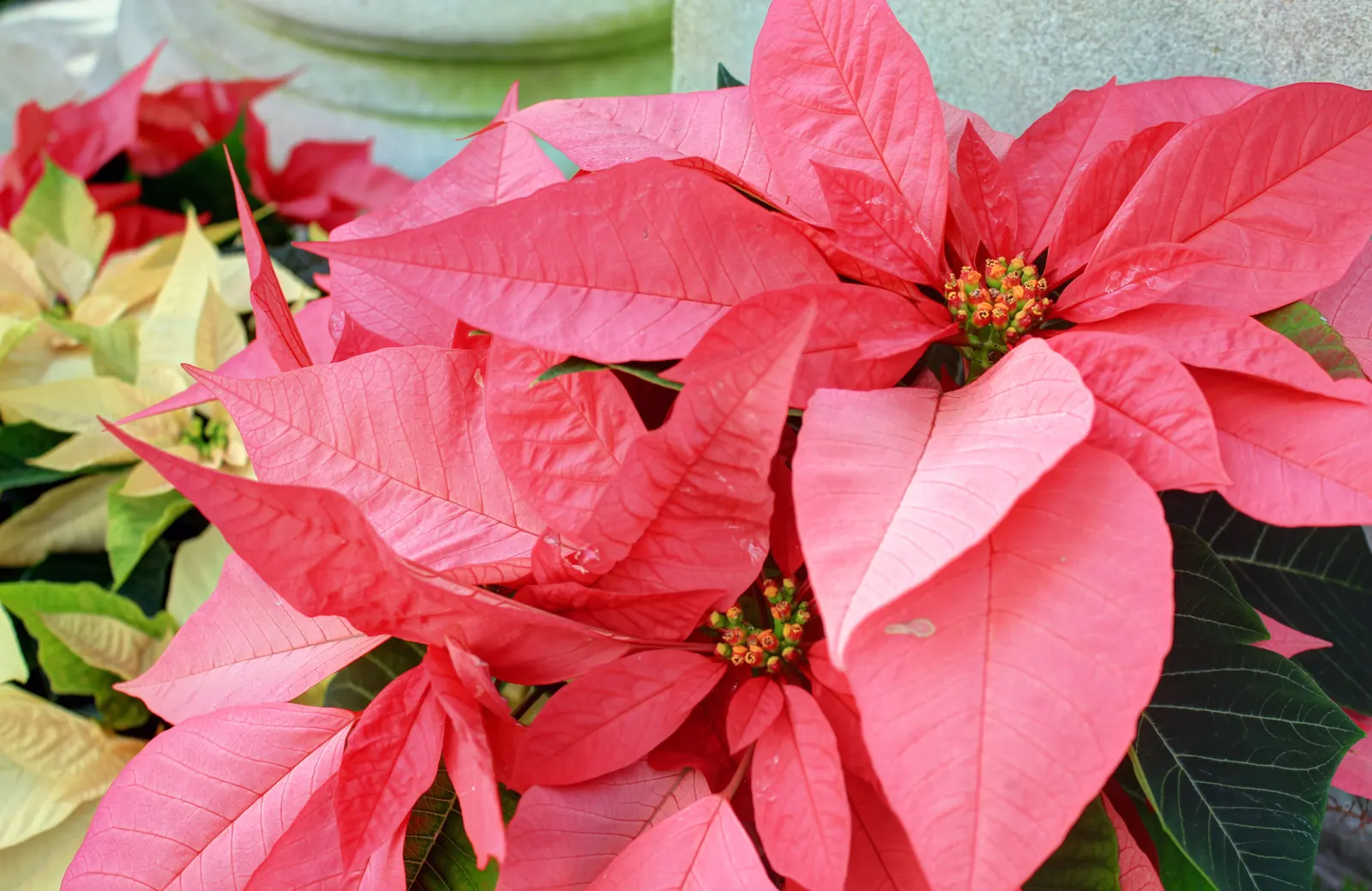 Poinsettia, Chris&trade;as Flower (Euphorbia Pulcherrima) — while in USDA hardiness zones 9 through 11; is a vibrant seasonal plant, image 90