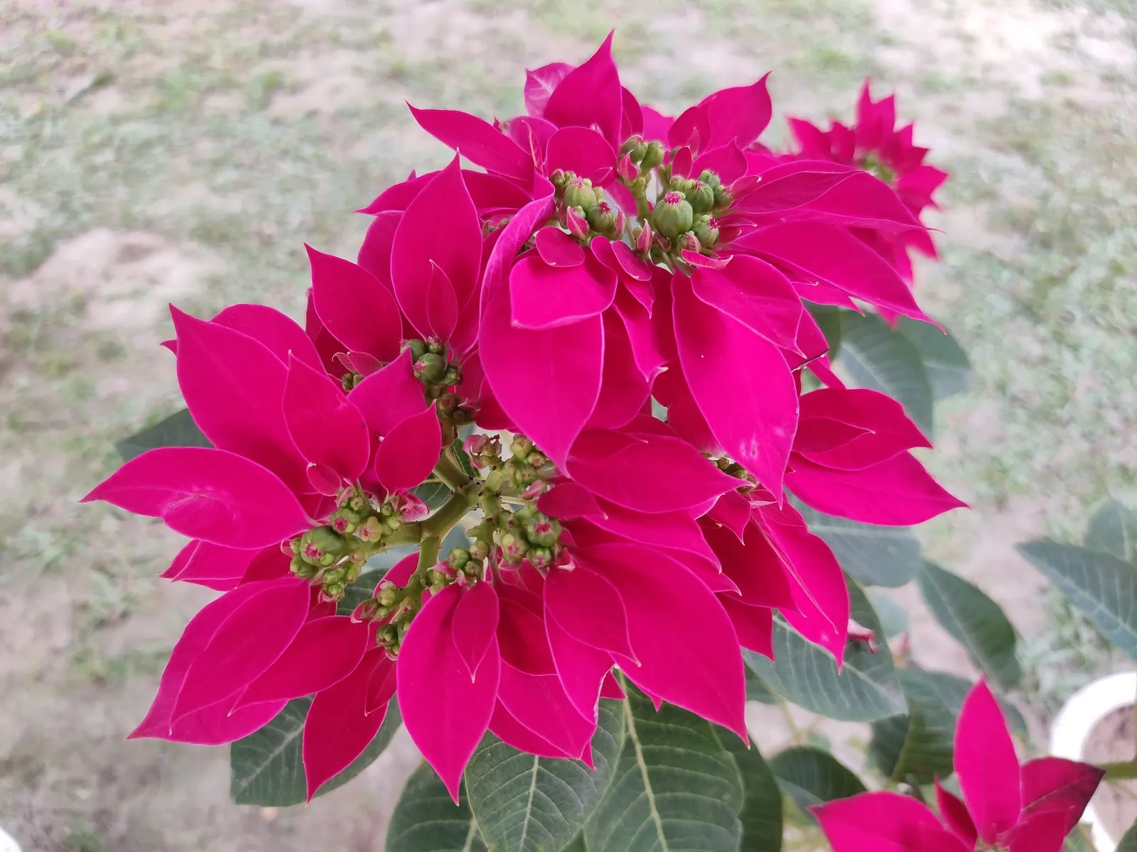 Poinsettia, Chris&trade;as Flower (Euphorbia Pulcherrima) — while in USDA hardiness zones 9 through 11