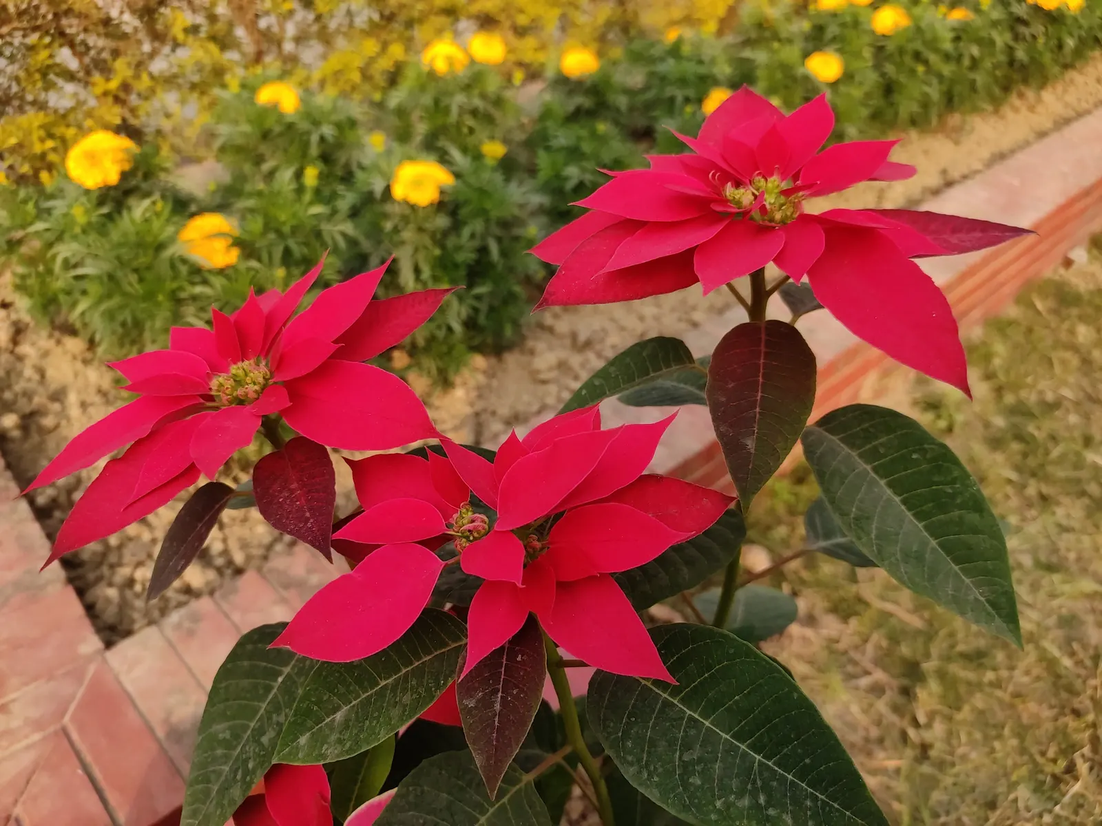 Poinsettia, Chris™as Flower (Euphorbia Pulcherrima) — Sensitive to frost, it requires protection in temperatures below 50°F