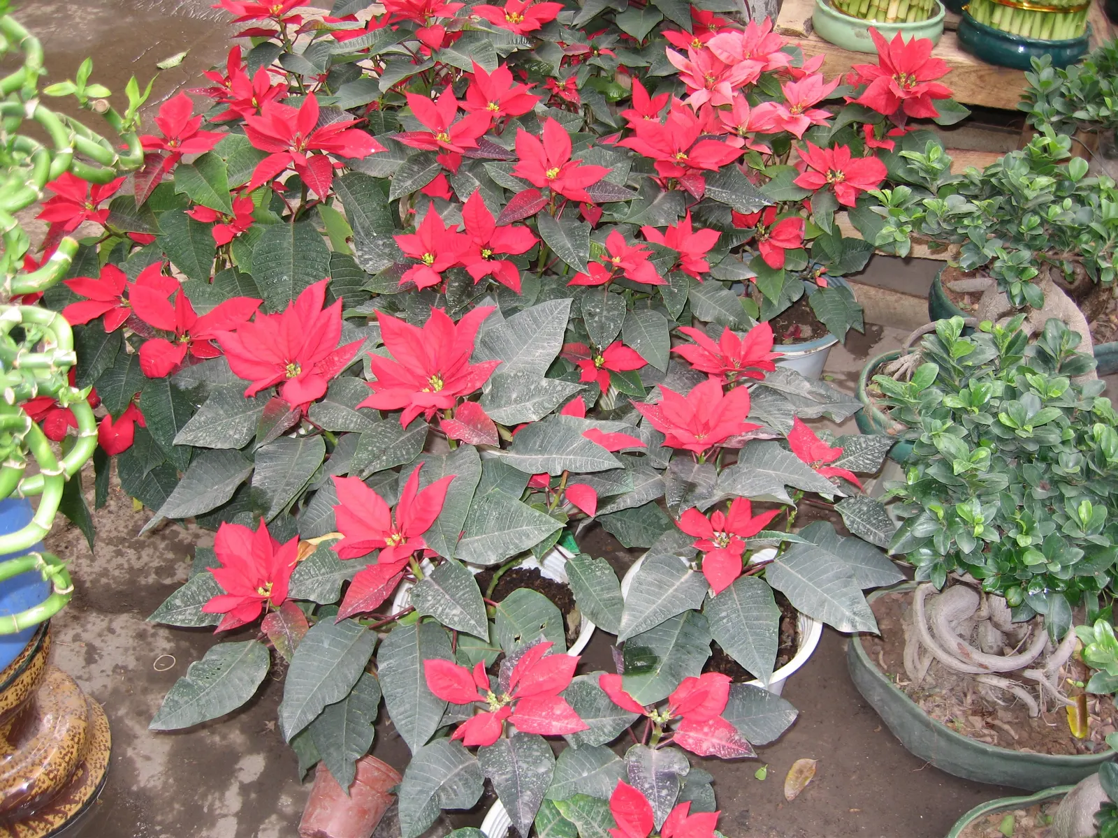 Poinsettia, Chris&trade;as Flower (Euphorbia Pulcherrima) — is a vibrant seasonal plant; typically reaches a height of about 2 to 13 feet and has a spread of 2