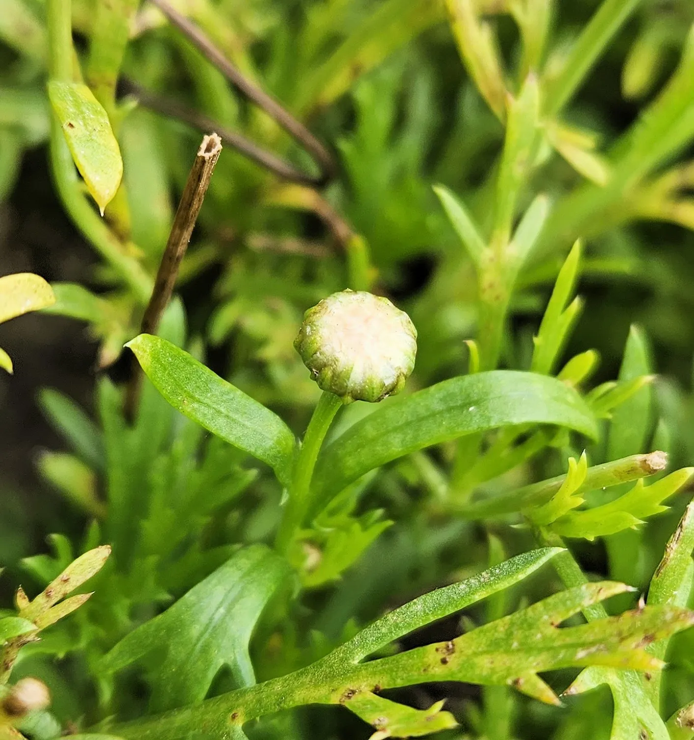 White Marguerite Daisy (Argyranthemum Frutescens 'White') — is a perennial shrub that boasts a profusion of pristine white daisy-like flowers with bright