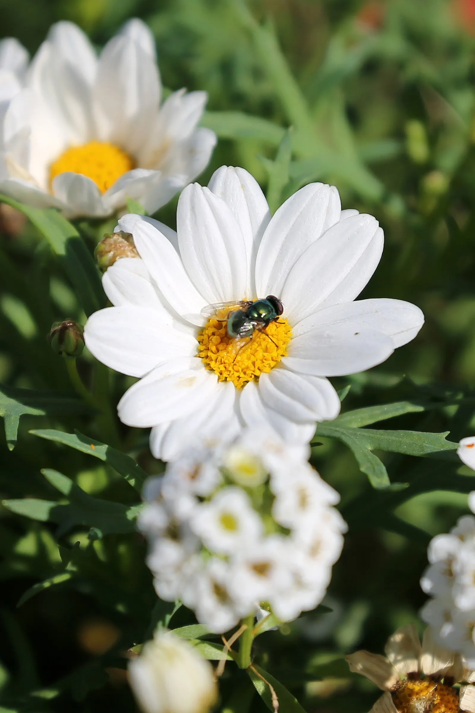 White Marguerite Daisy (Argyranthemum Frutescens 'White') — Fertilize this plant with a balanced