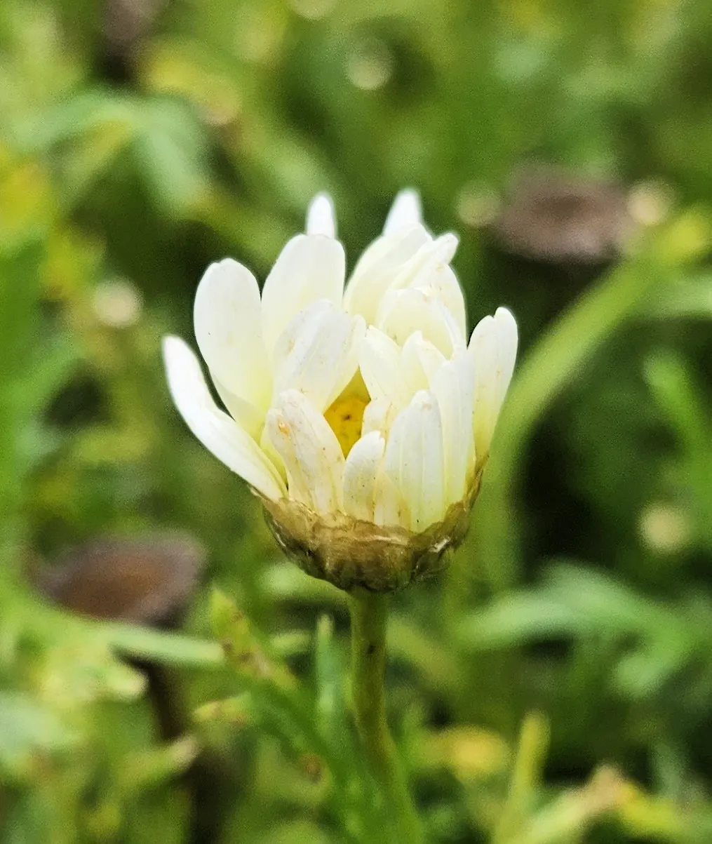 White Marguerite Daisy (Argyranthemum Frutescens 'White') — creating a striking contrast against its dark green foliage