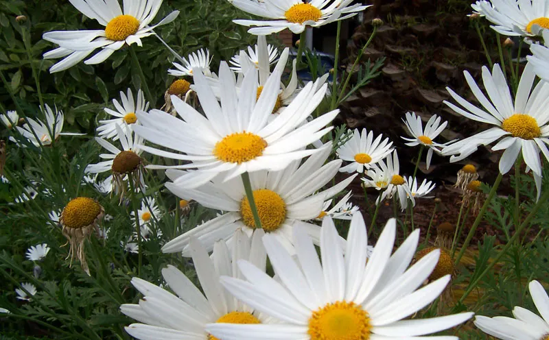 White Marguerite Daisy (Argyranthemum Frutescens 'White') — making it an excellent choice for borders
