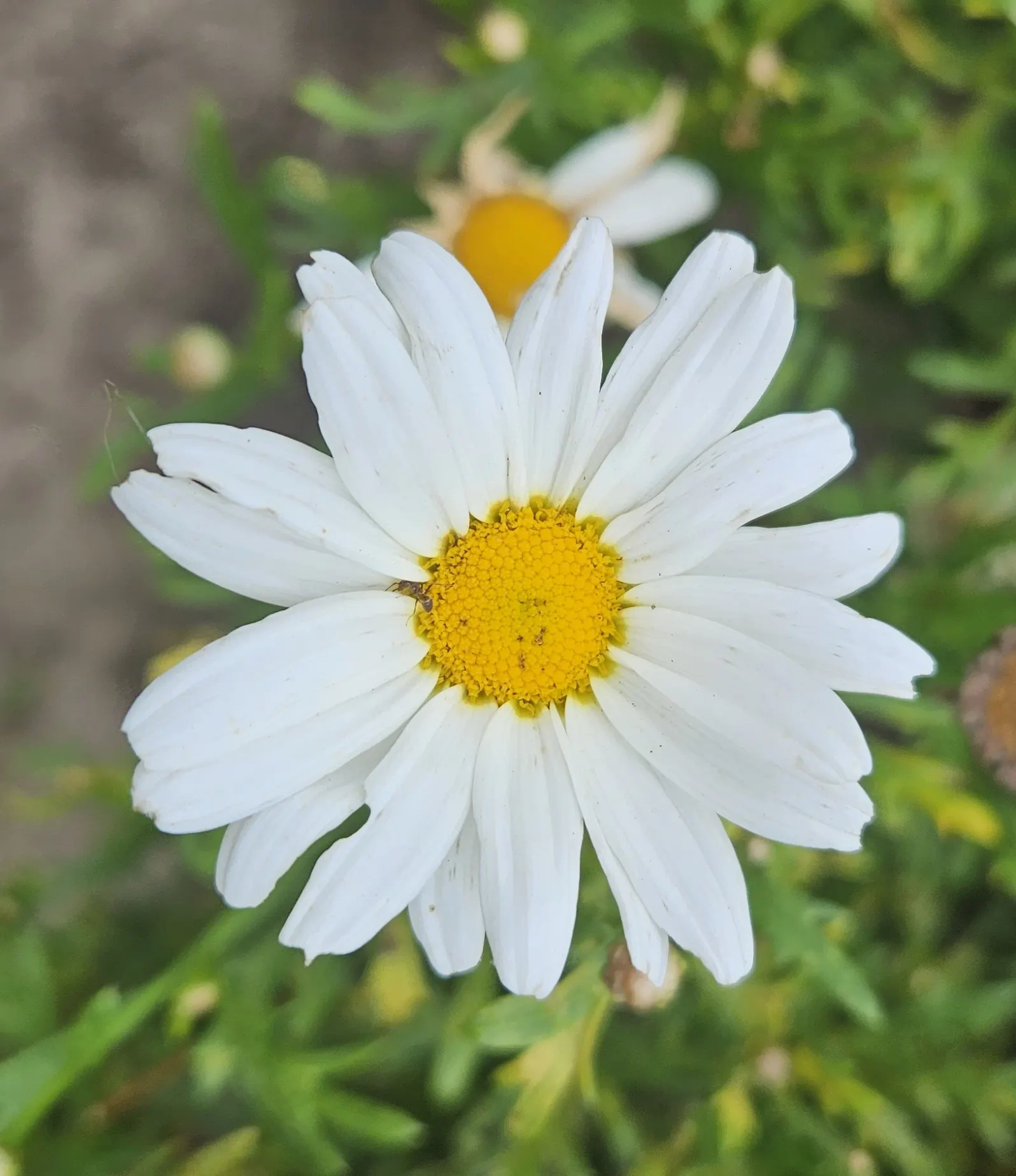 White Marguerite Daisy (Argyranthemum Frutescens 'White') — is a perennial shrub reaching 2-3 ft tall and wide
