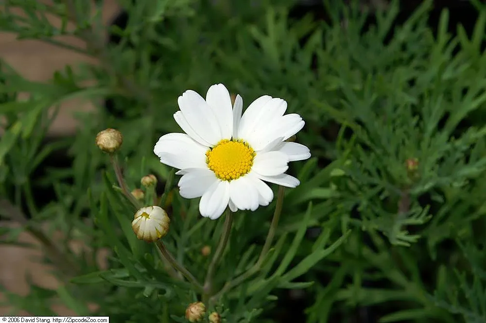 White Marguerite Daisy (Argyranthemum Frutescens 'White') — delivering continuous beauty and attracting butterflies