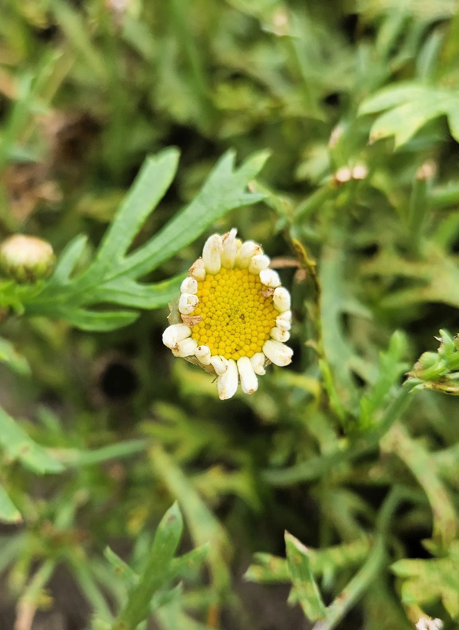 White Marguerite Daisy (Argyranthemum Frutescens 'White') — Native to the Canary Islands, this cultivar thrives in U.S