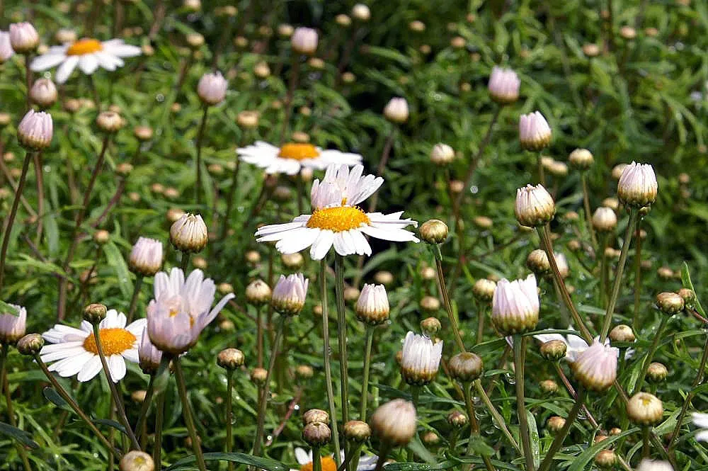 White Marguerite Daisy (Argyranthemum Frutescens 'White') — white flowers in the garden
