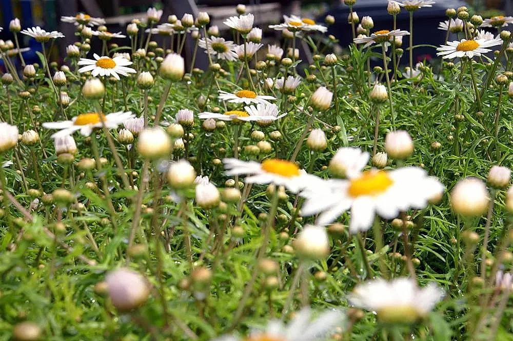 White Marguerite Daisy (Argyranthemum Frutescens 'White') — It boasts abundant, crisp white daisy-like flowers with yellow centers