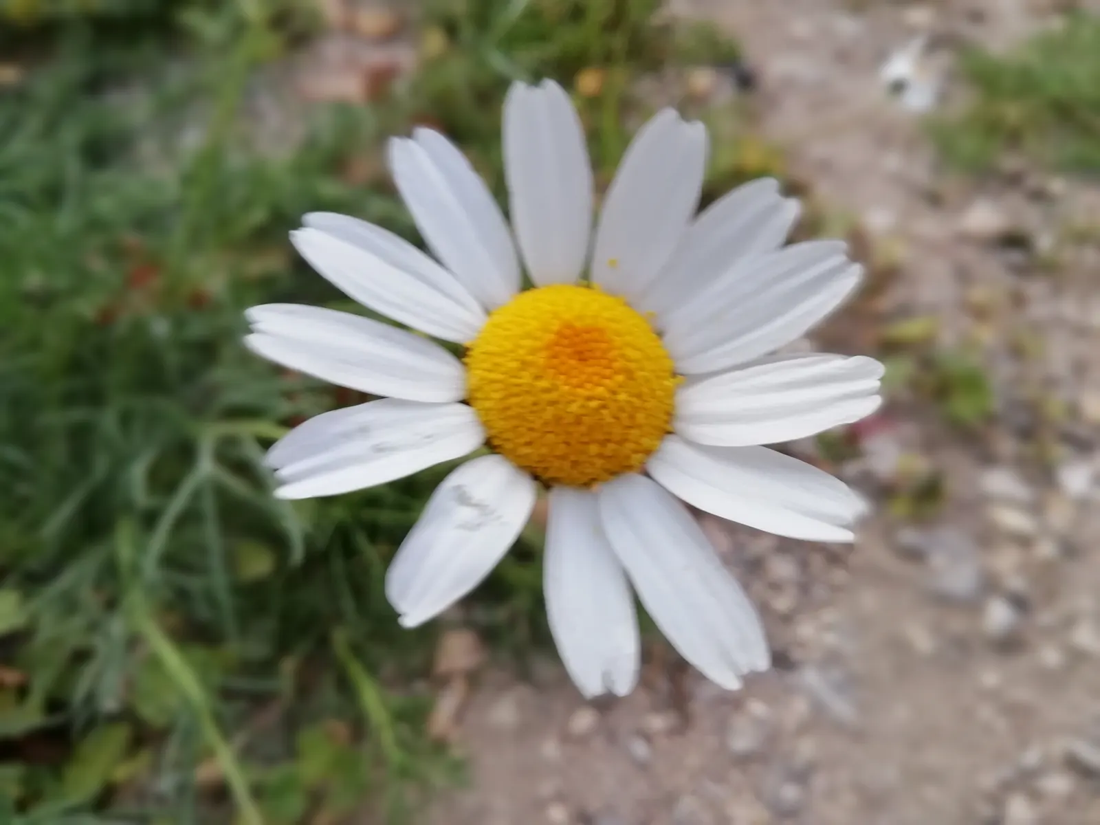 White Marguerite Daisy (Argyranthemum Frutescens 'White') — slow-release fertilizer in early spring to support its vigorous growth and bloom production