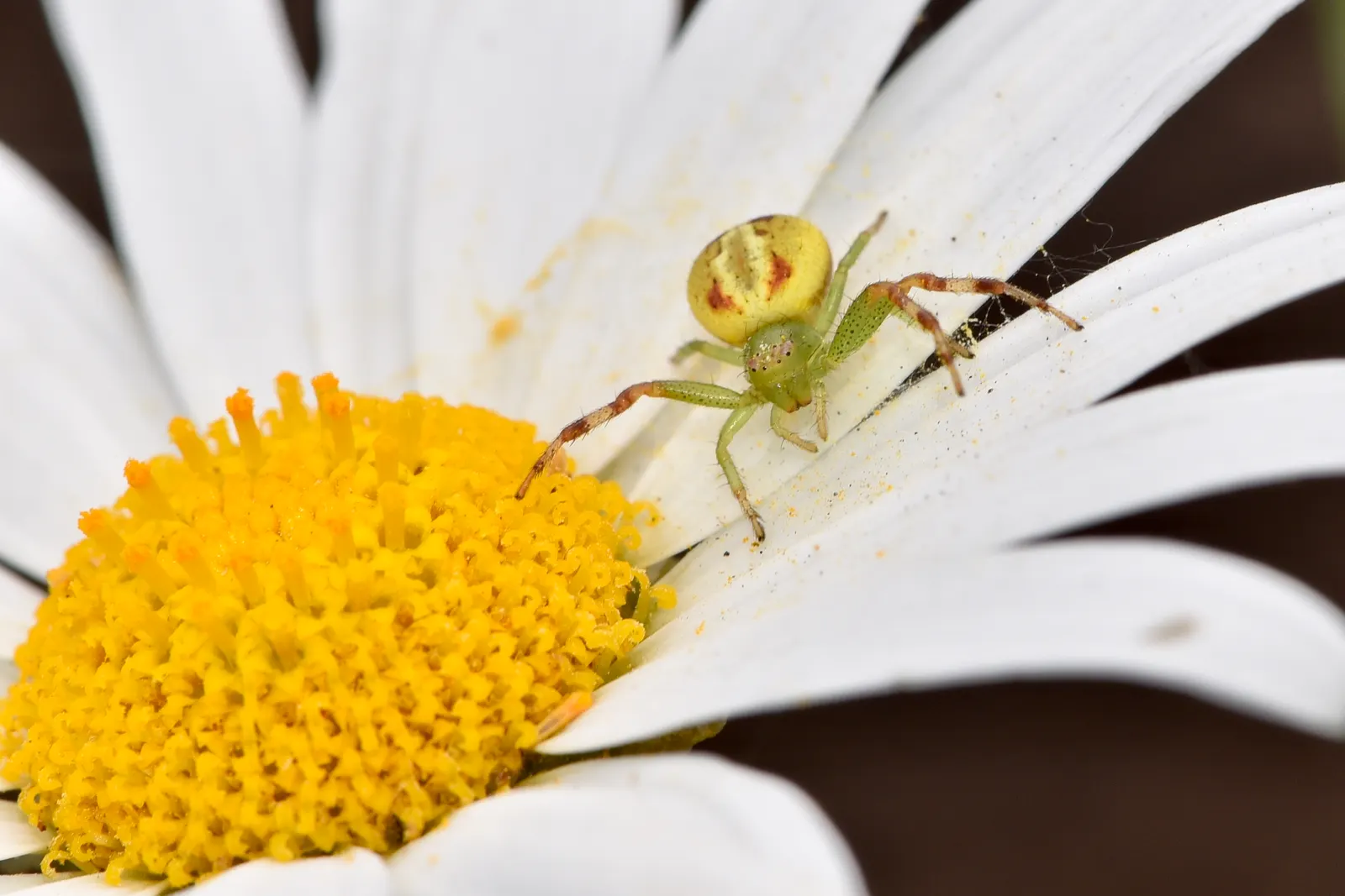 White Marguerite Daisy (Argyranthemum Frutescens 'White') — The Argyranthemum frutescens 'White,' commonly known as the White Marguerite Daisy