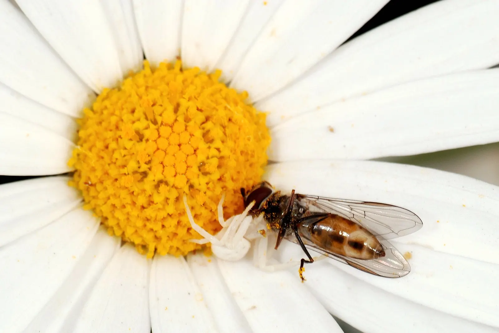 White Marguerite Daisy (Argyranthemum Frutescens 'White') — Deadhead to promote further blooms and maintain a neat appearance