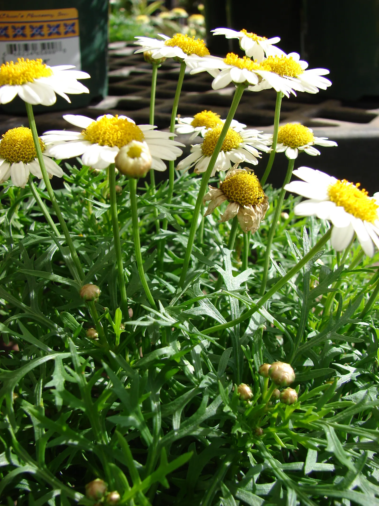 White Marguerite Daisy (Argyranthemum Frutescens 'White') — commonly known as White Marguerite Daisy