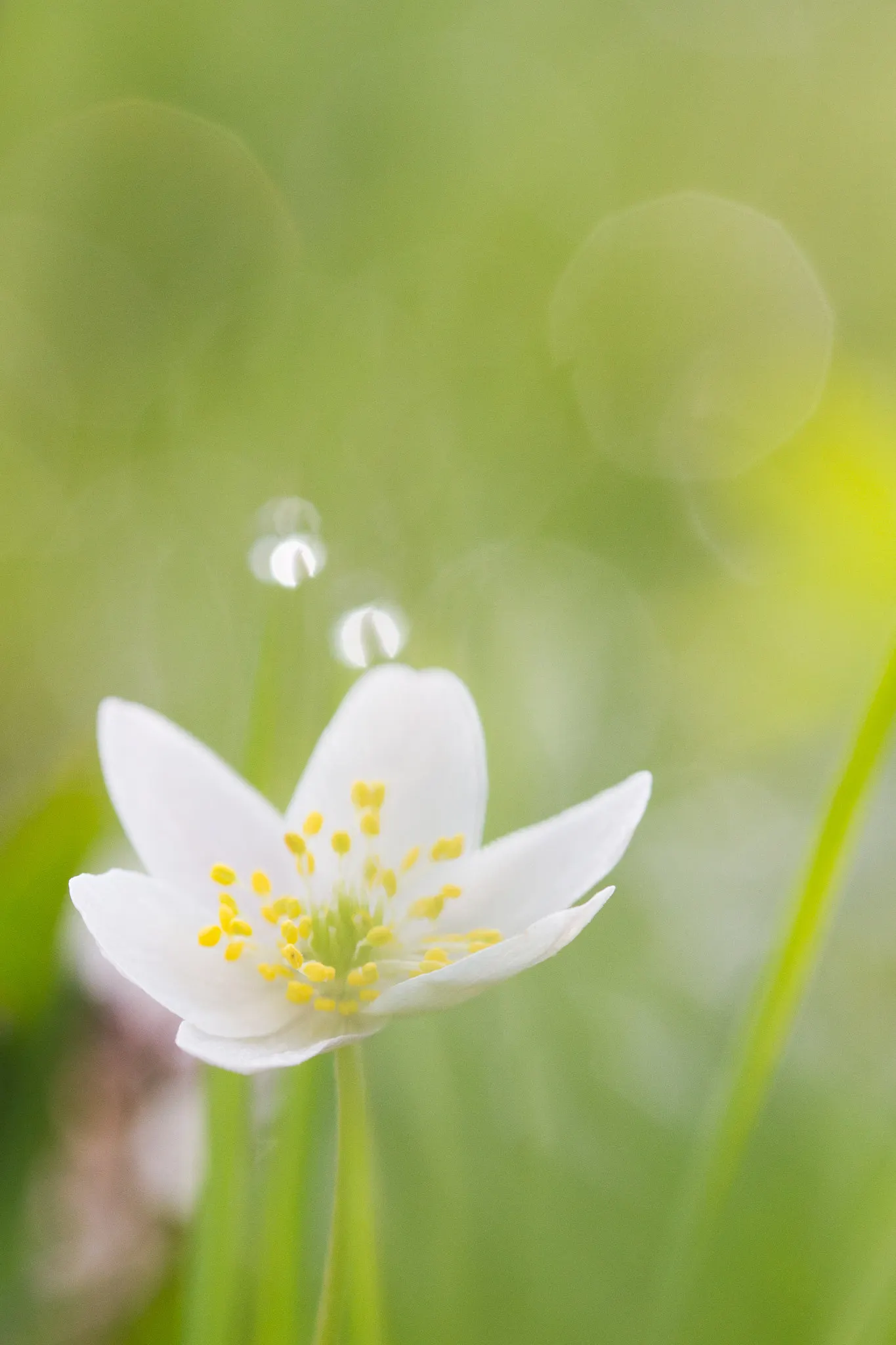 White Marguerite Daisy (Argyranthemum Frutescens 'White') — or as a focal point in a coastal garden setting