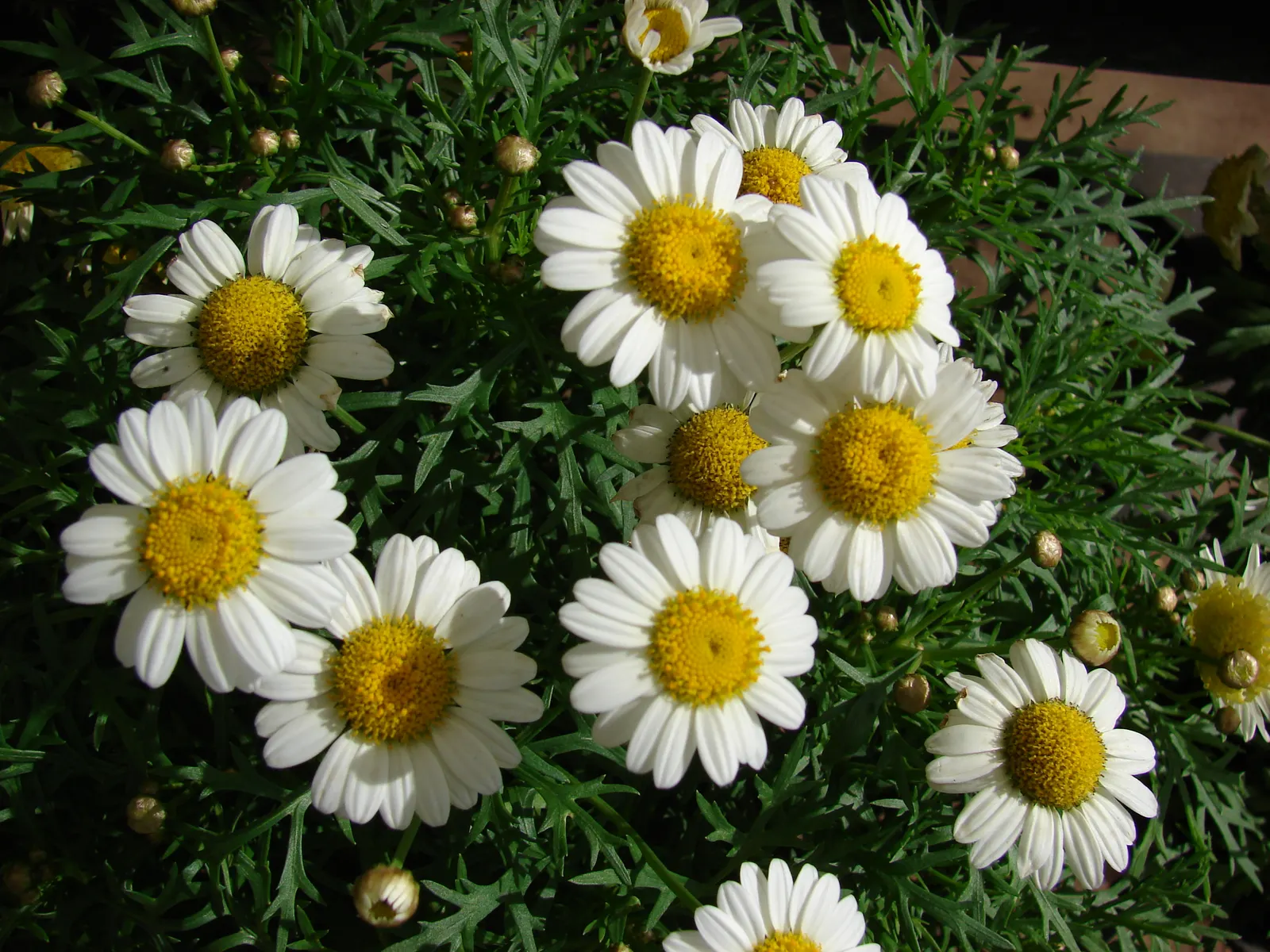White Marguerite Daisy (Argyranthemum Frutescens 'White') — it is recommended to deadhead spent blooms to promote further flowering and maintain its compact
