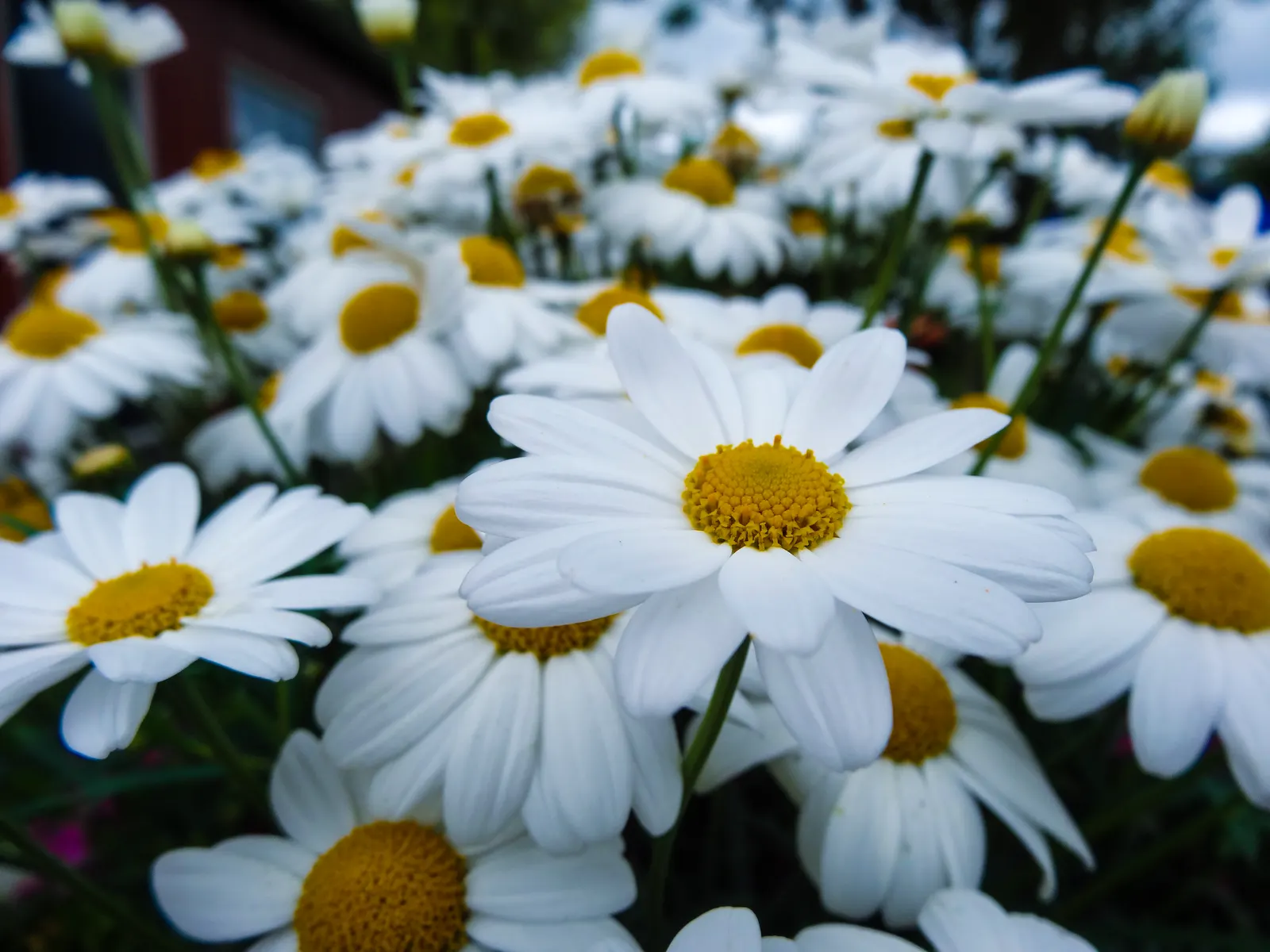 White Marguerite Daisy (Argyranthemum Frutescens 'White') — Its ease of care and long flowering season make the White Marguerite Daisy a valuable addition to
