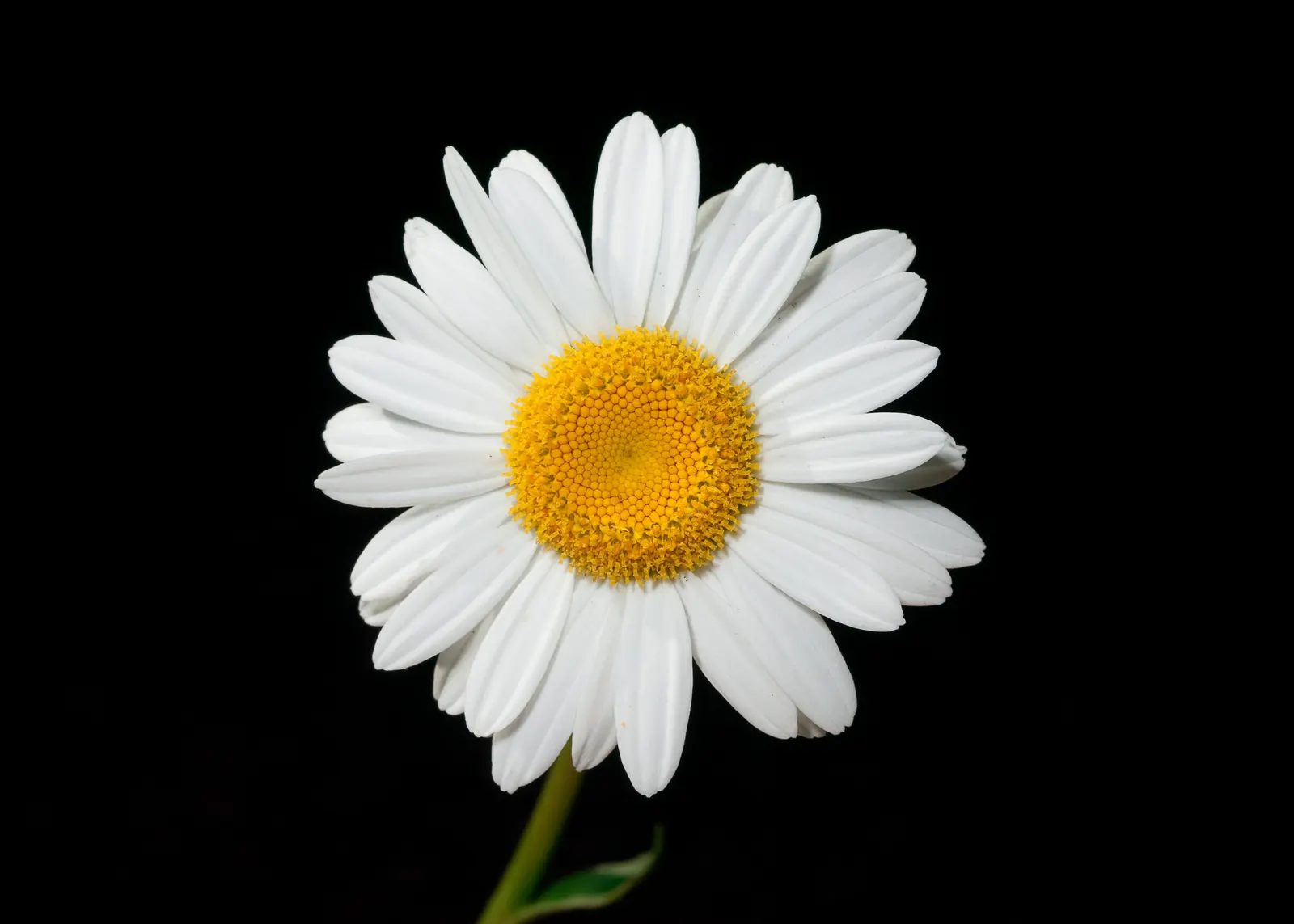 White Marguerite Daisy (Argyranthemum Frutescens 'White') — This plant is drought-tolerant once established