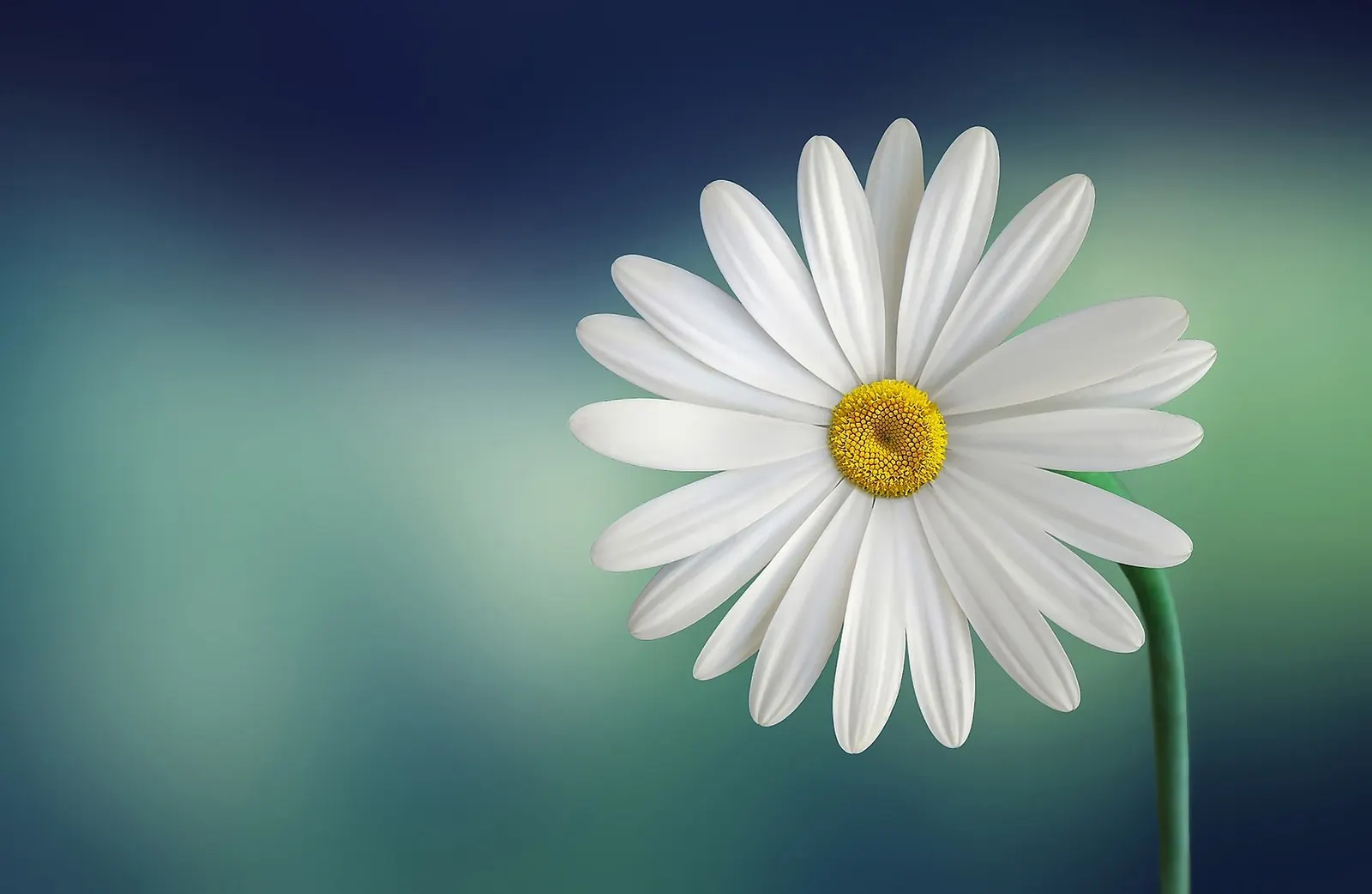 White Marguerite Daisy (Argyranthemum Frutescens 'White') — the White Marguerite Daisy forms a neat